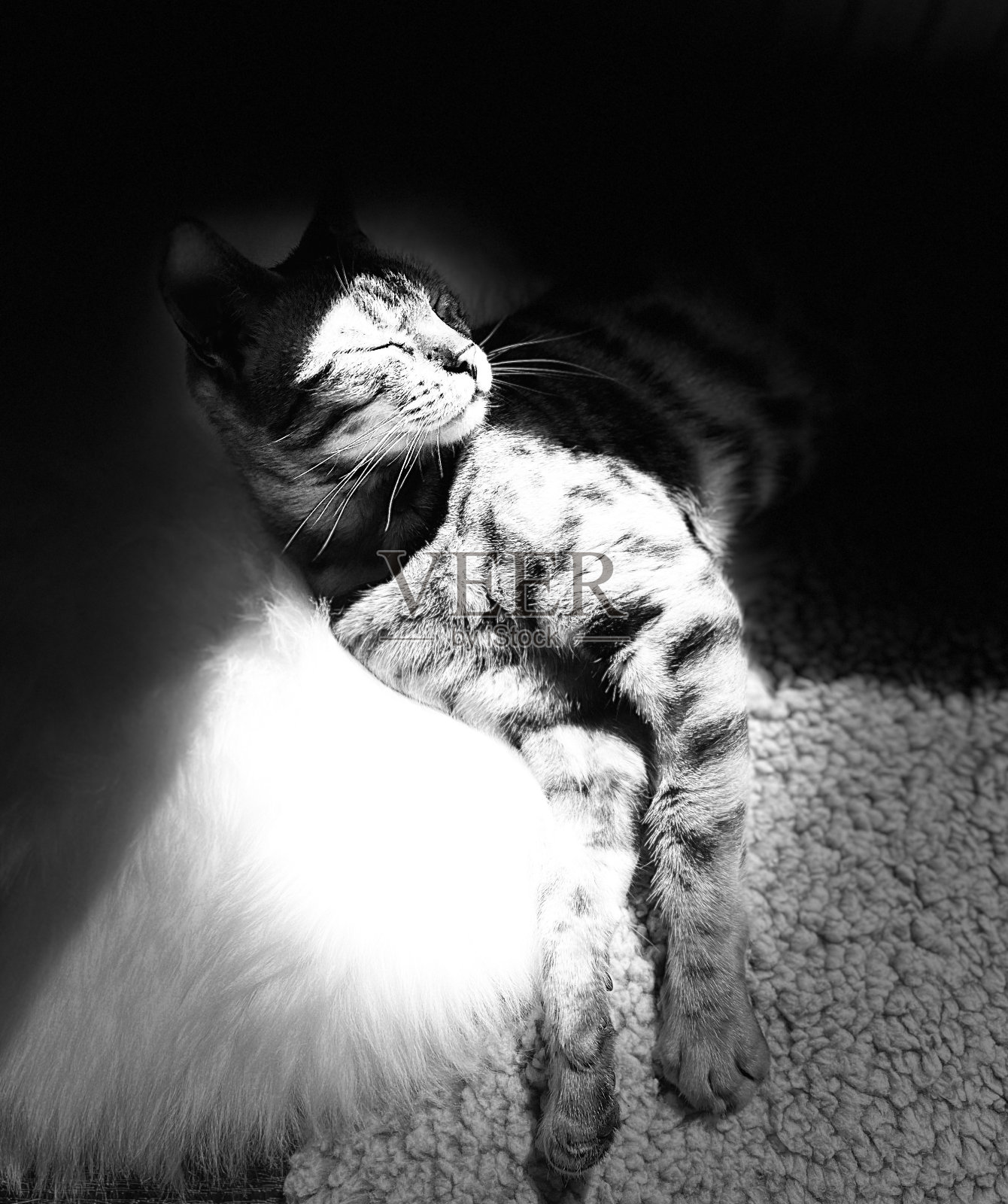 黑白照片的一个美丽的纯种孟加拉猫照片摄影图片