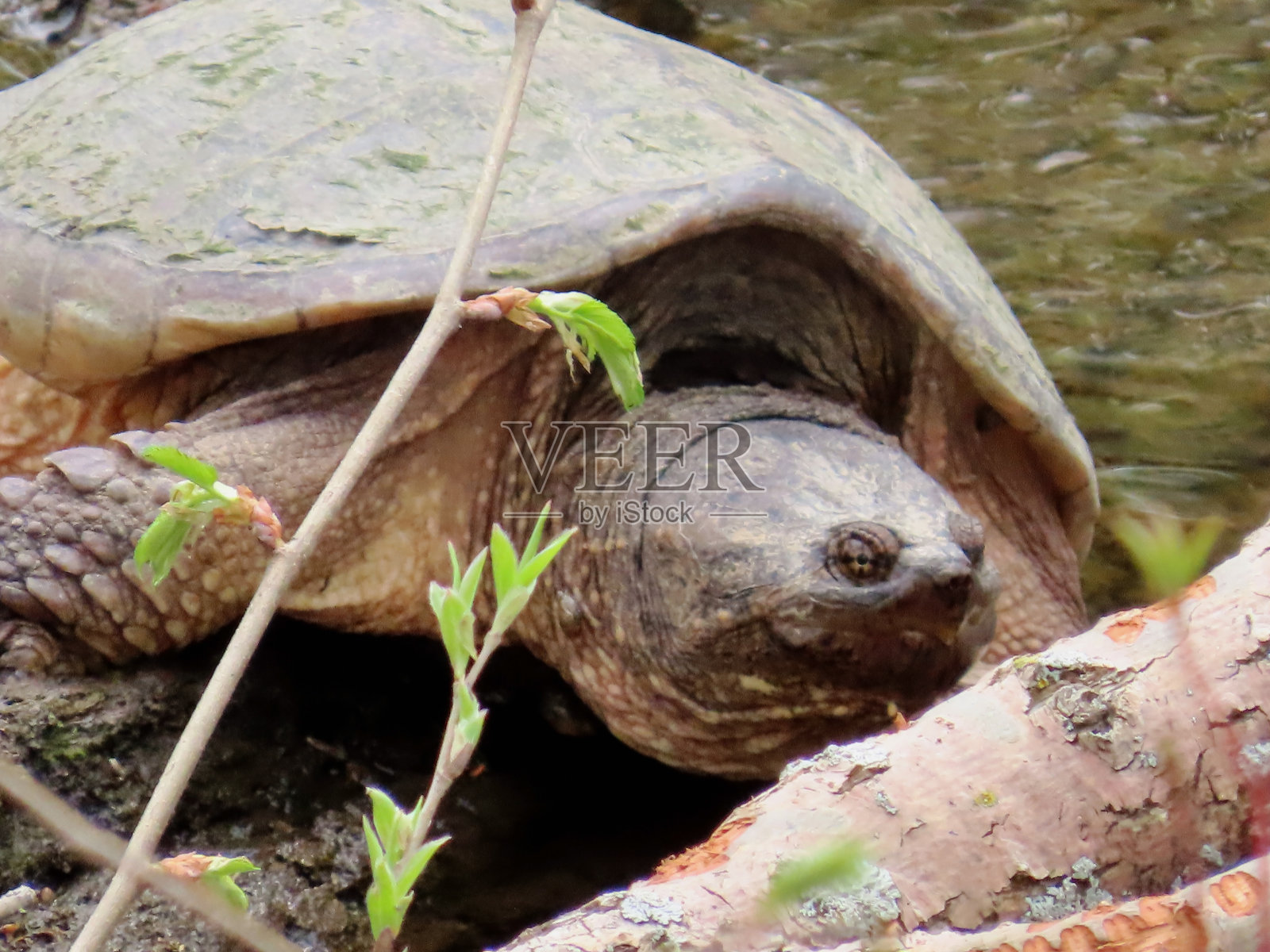 啮龟照片摄影图片