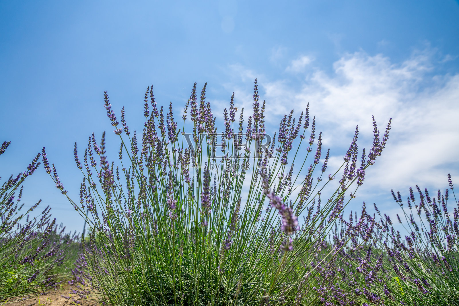 薰衣草盛开在花田里照片摄影图片