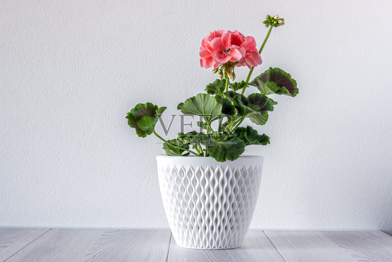 室内植物天竺葵与精致的粉红色的花在花盆在木制架子上白色的背景。照片摄影图片
