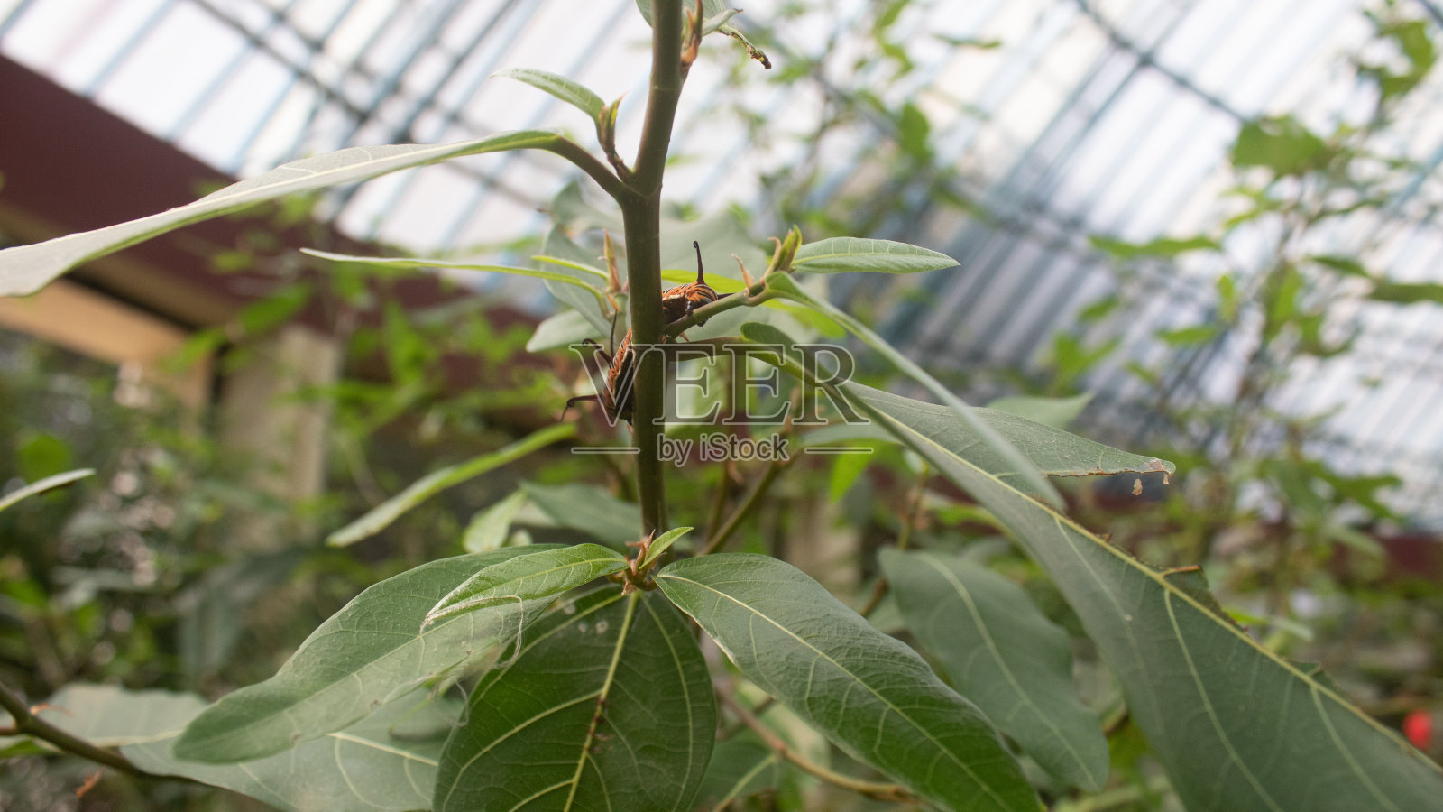 黑脉金斑蝶毛毛虫在绿叶上,叶子被吃掉了一部分照片摄影图片