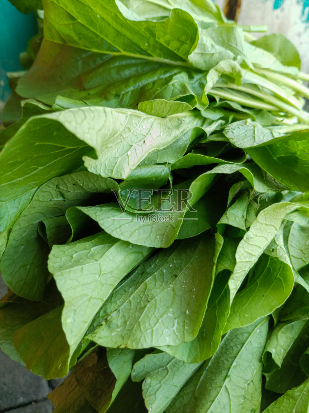 新鲜芥菜的照片照片摄影图片