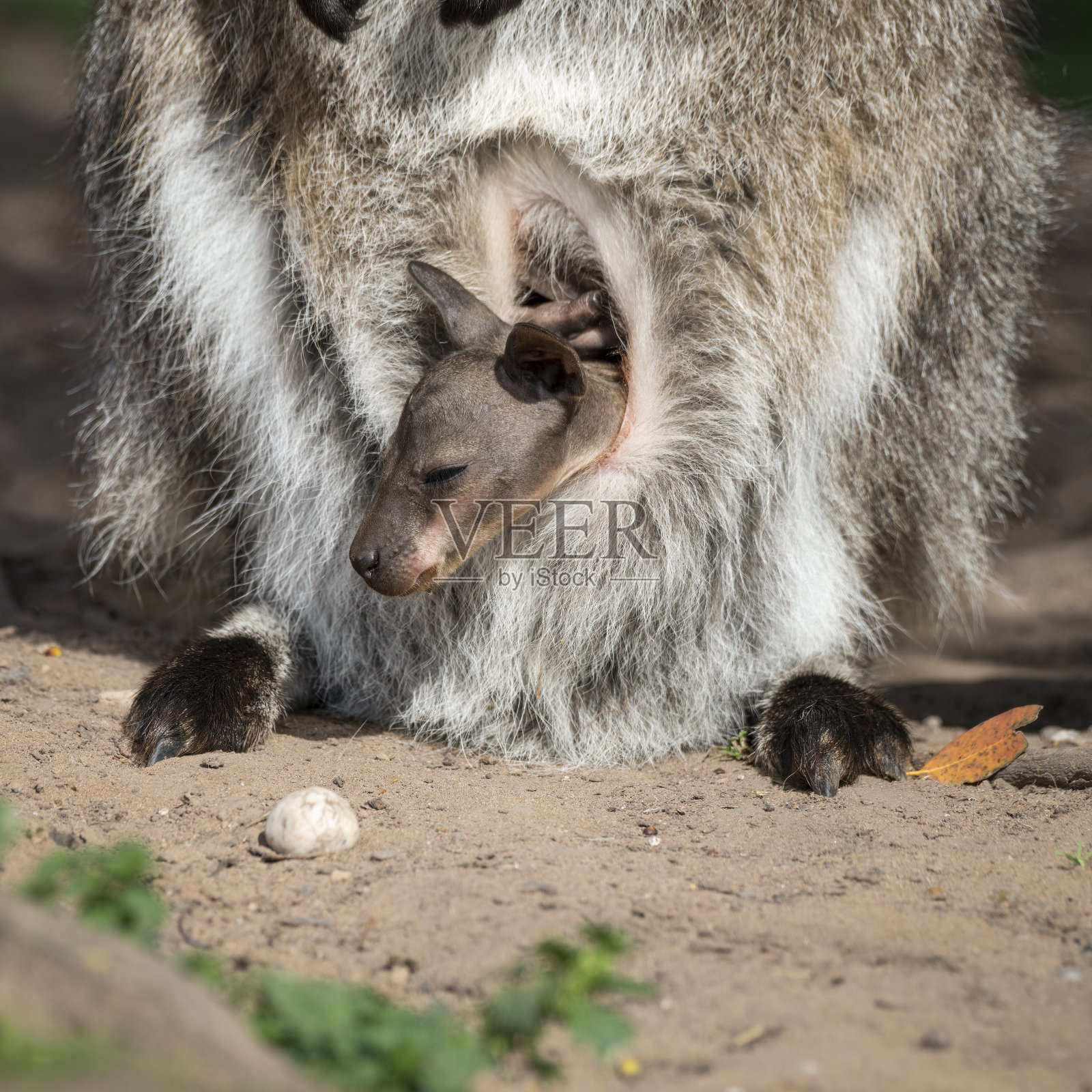 班纳特和小袋鼠宝宝照片摄影图片
