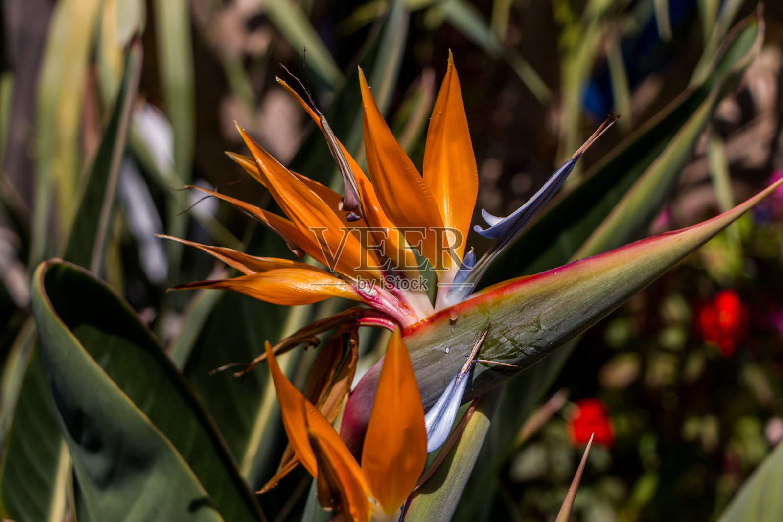 streelizia reginae特写。异域鲜艳的花朵。自然花卉背景照片摄影图片