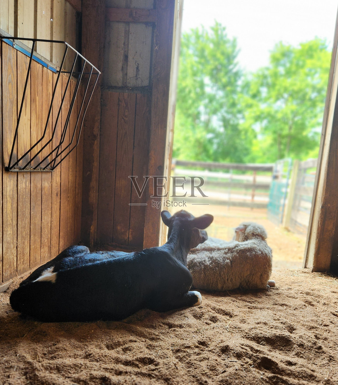 农场动物照片摄影图片