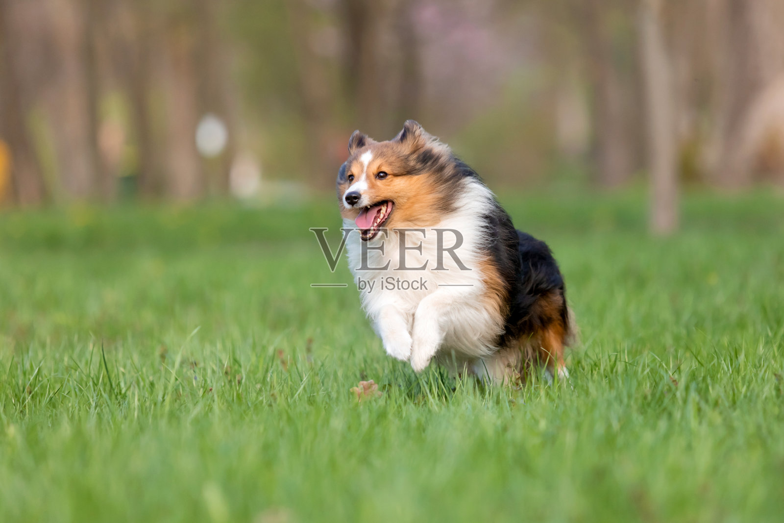 活跃的雪蒂狗在美丽的公园里散步,这是一张迷人的照片,在风景优美的环境中捕捉到了这个品种的活力和活力。照片摄影图片