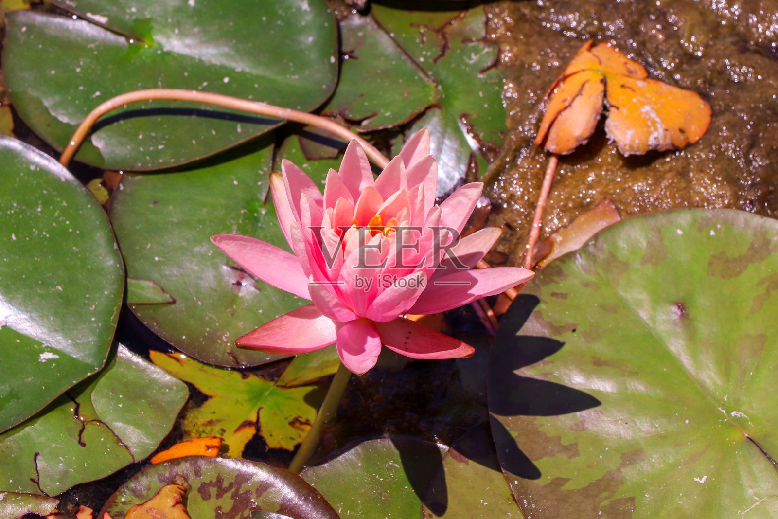 粉红色的荷花散落在池塘表面,与其他水生植物在一起。照片摄影图片
