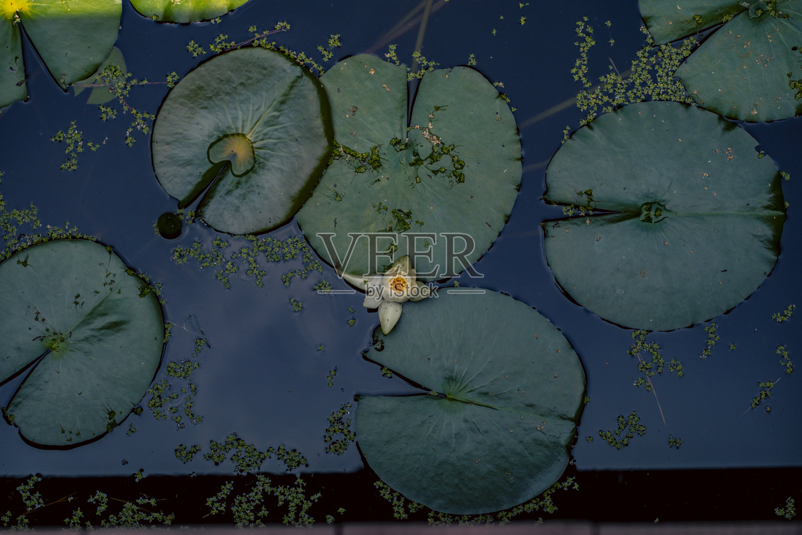 睡莲照片摄影图片