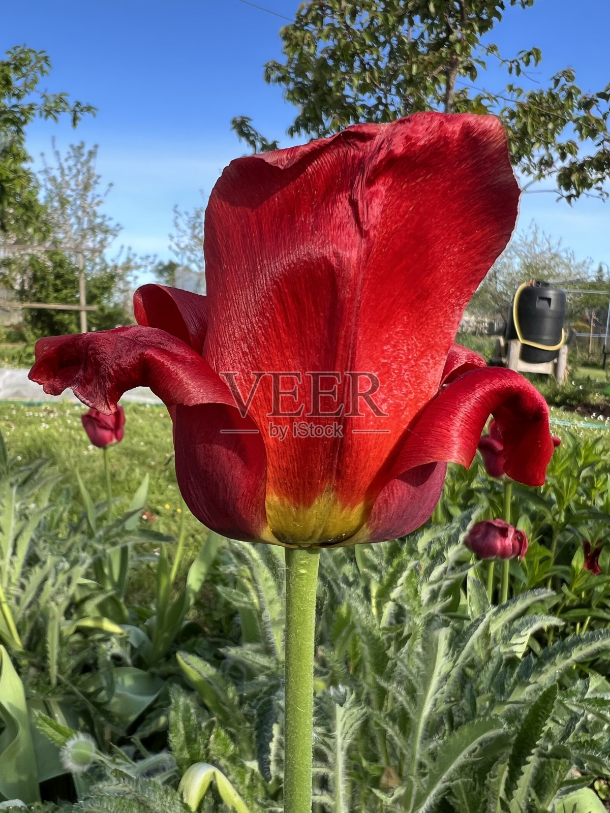 花园在春天,第一个春天的花朵盛开,花园安排照片摄影图片