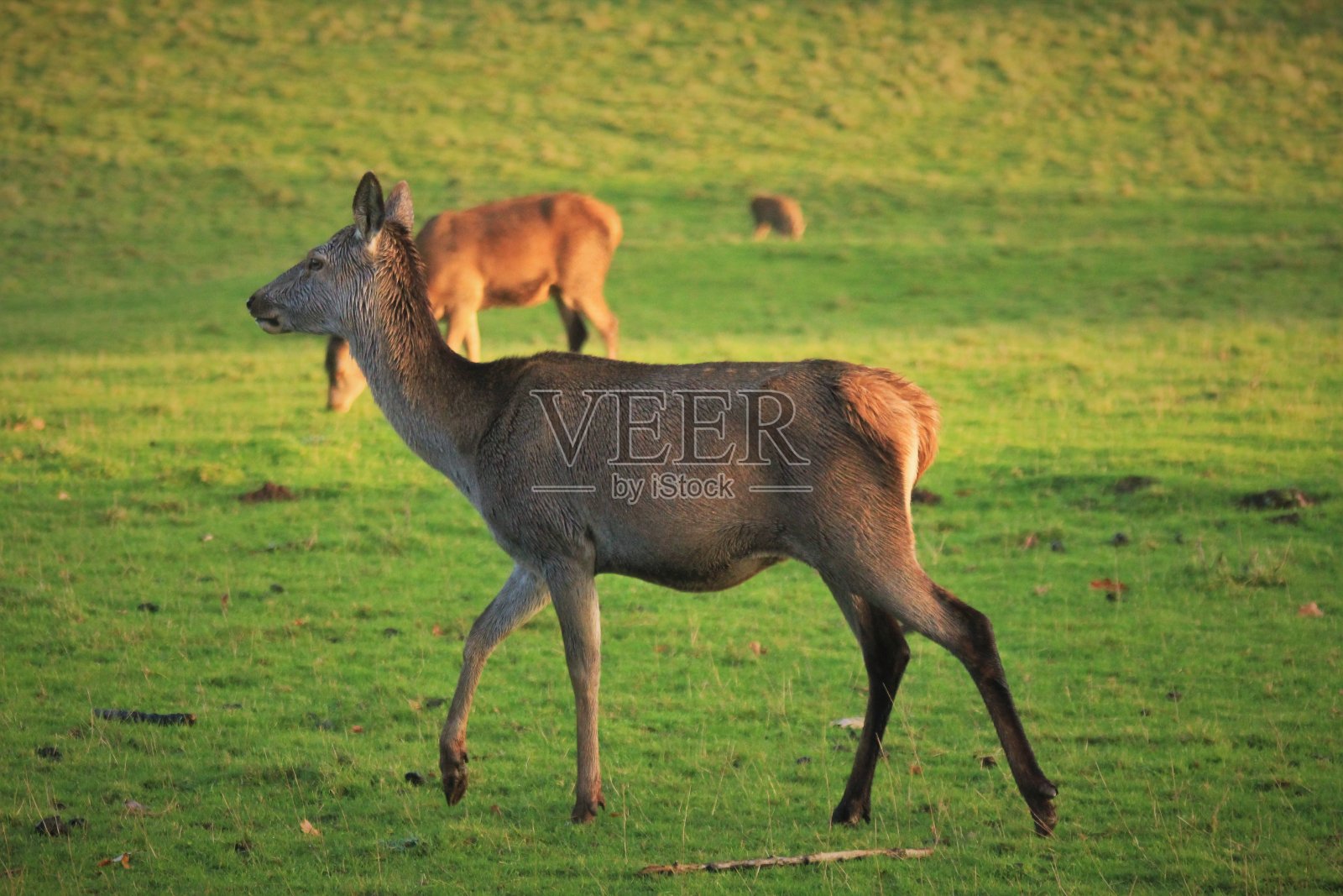 马鹿放牧照片摄影图片