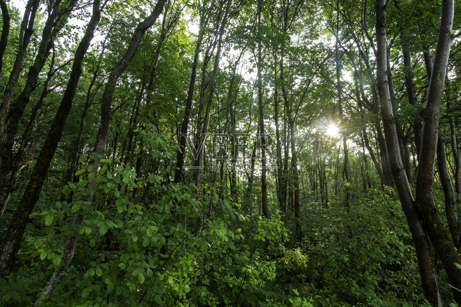 冉冉升起的太阳透过树林窥视照片摄影图片