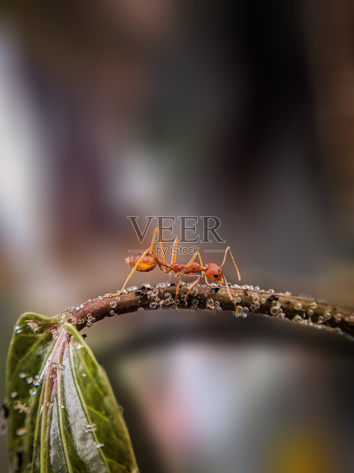 红蚂蚁照片摄影图片