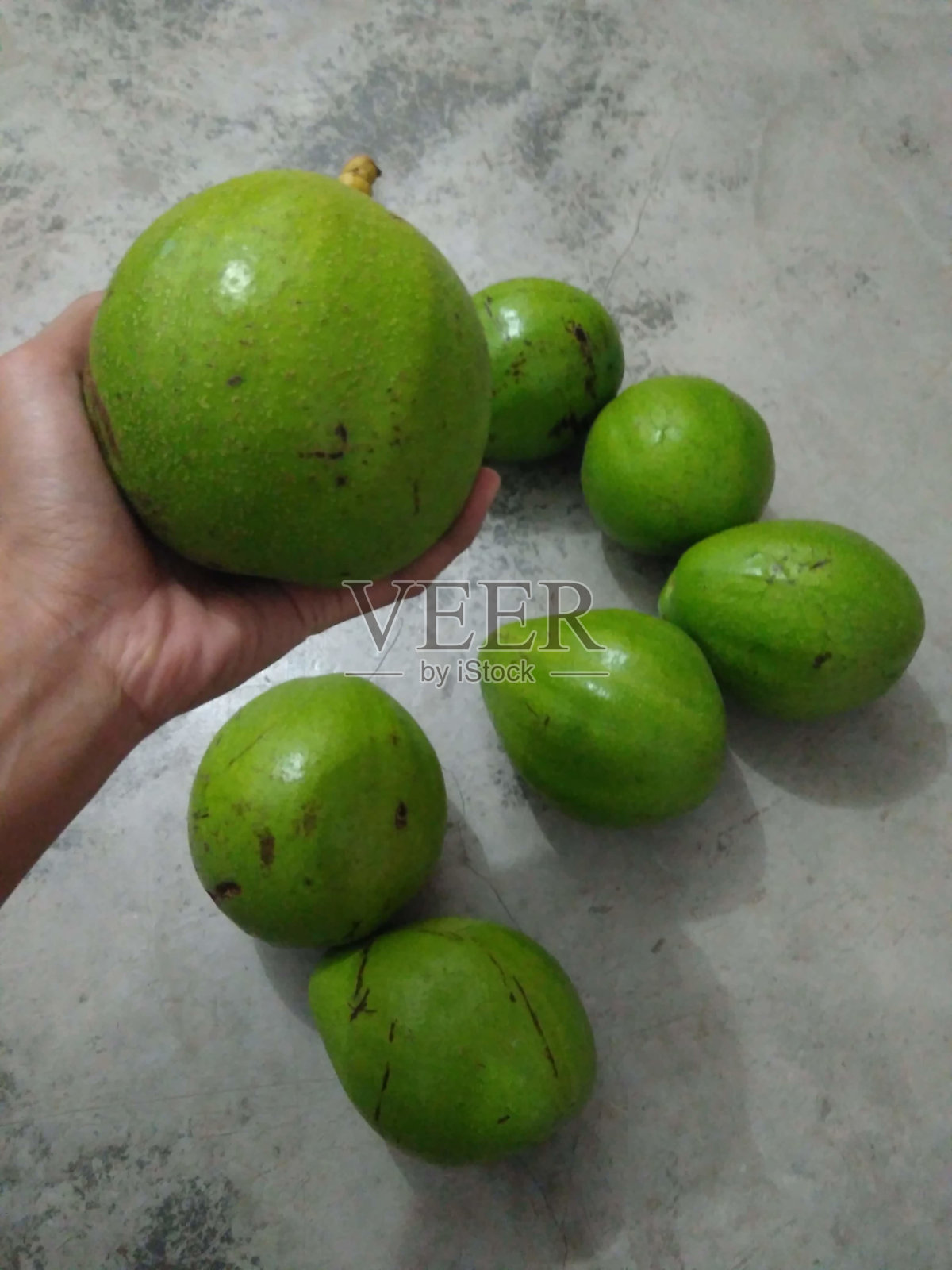 一些从树上摘下来的牛油果照片摄影图片