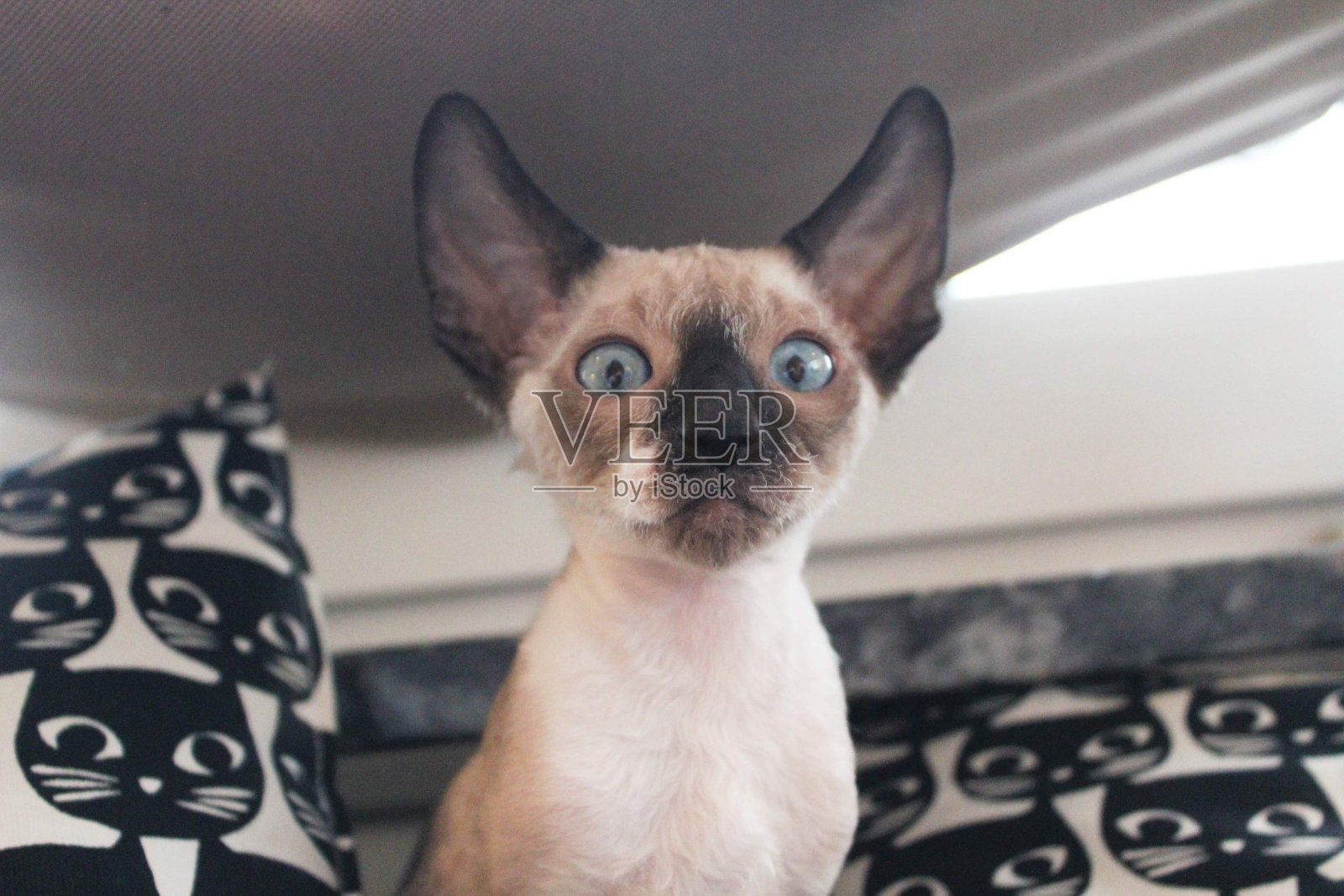 一只可爱的康沃尔雷克斯小猫照片摄影图片