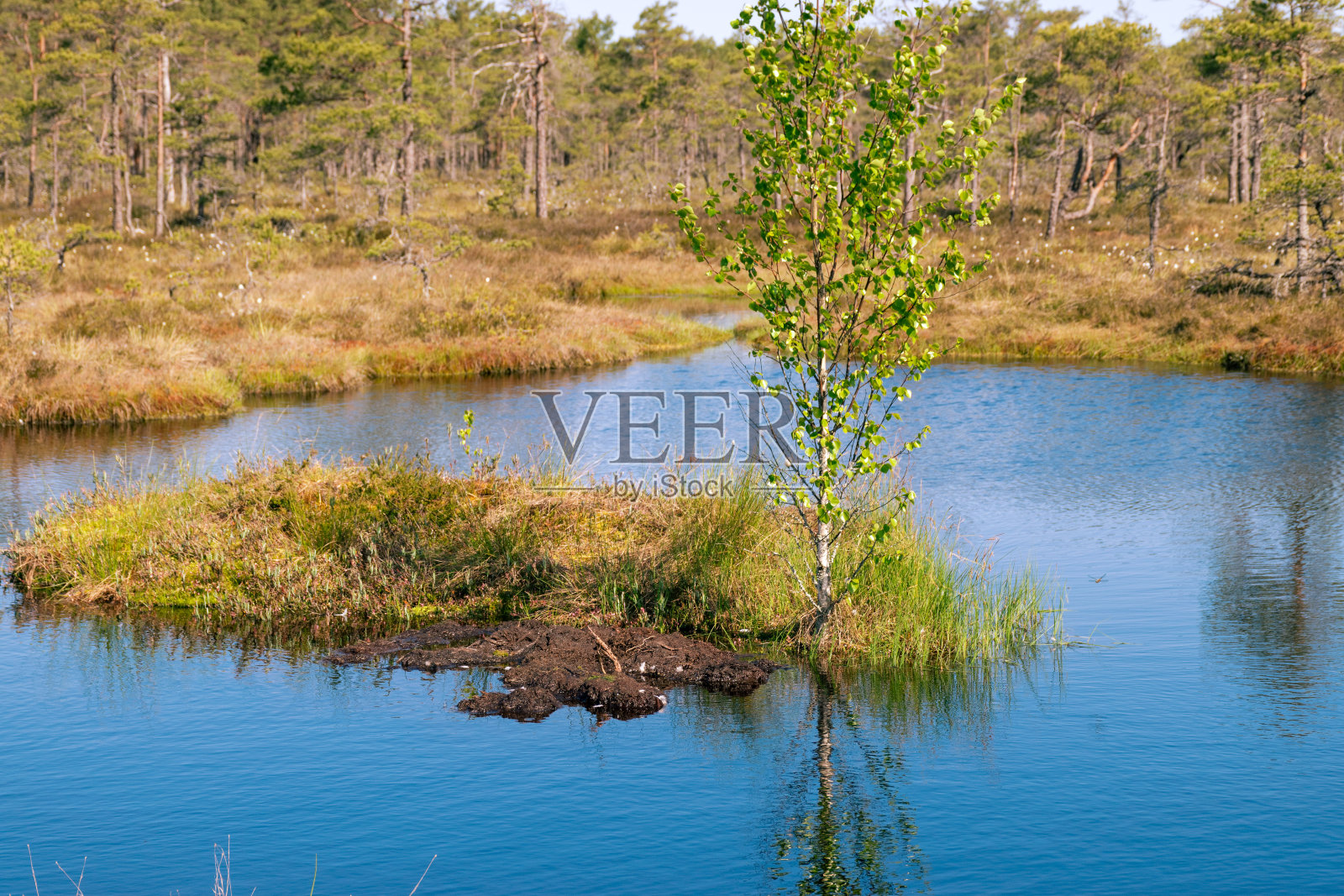 沼泽景观,春天色彩的沼泽植被,小沼泽湖泊,岛上覆盖着小沼泽松树,草,苔藓照片摄影图片