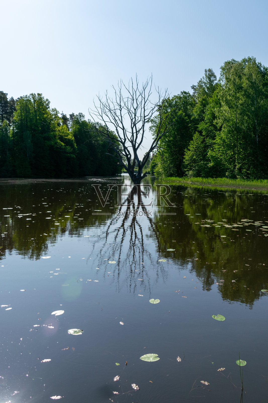 孤独的老死树在湖中央,明亮的春天景观与湖和森林,春天的第一个明亮的绿色照片摄影图片