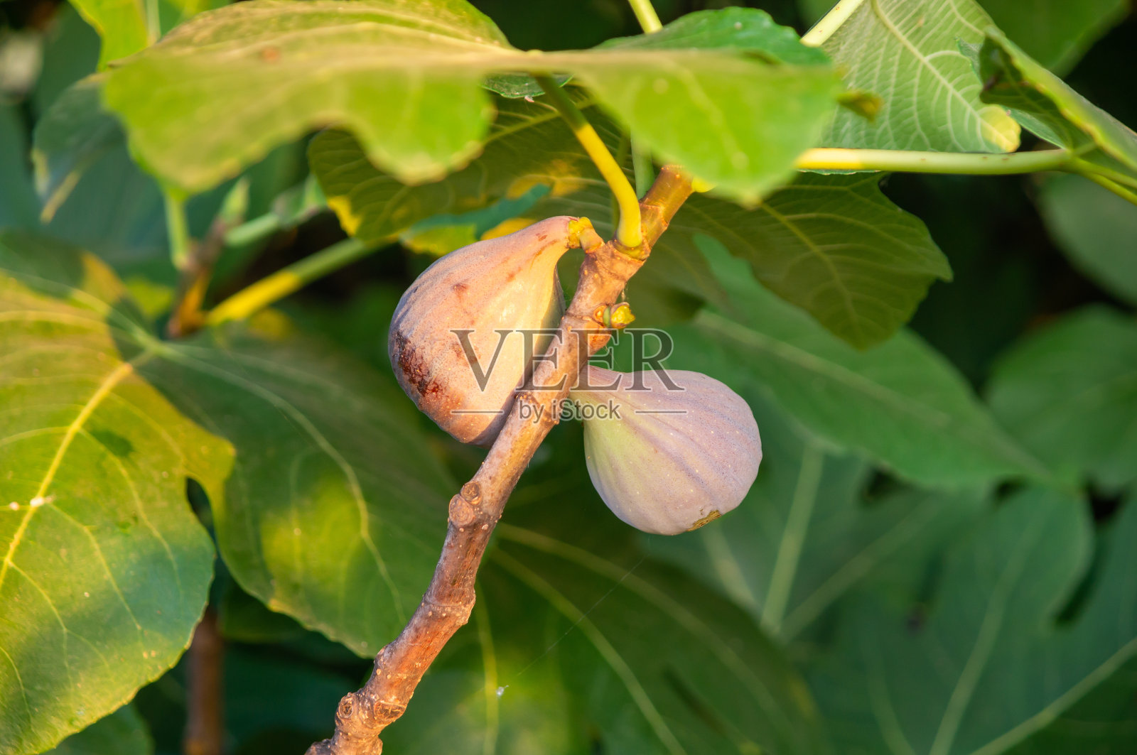 在清晨阳光的照耀下,无花果树上的无花果正在成熟。照片摄影图片