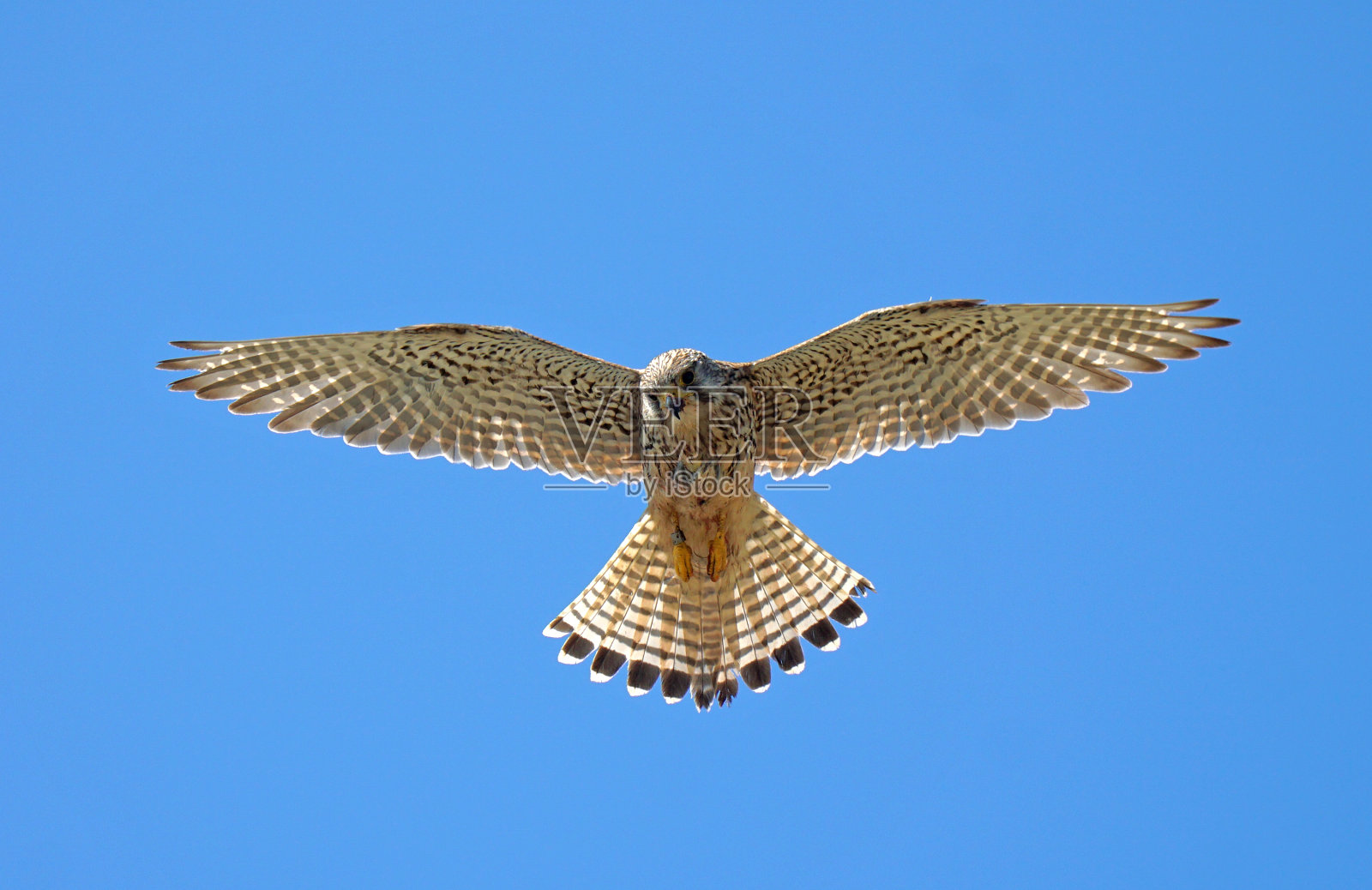 红隼在空中盘旋的近景照片摄影图片