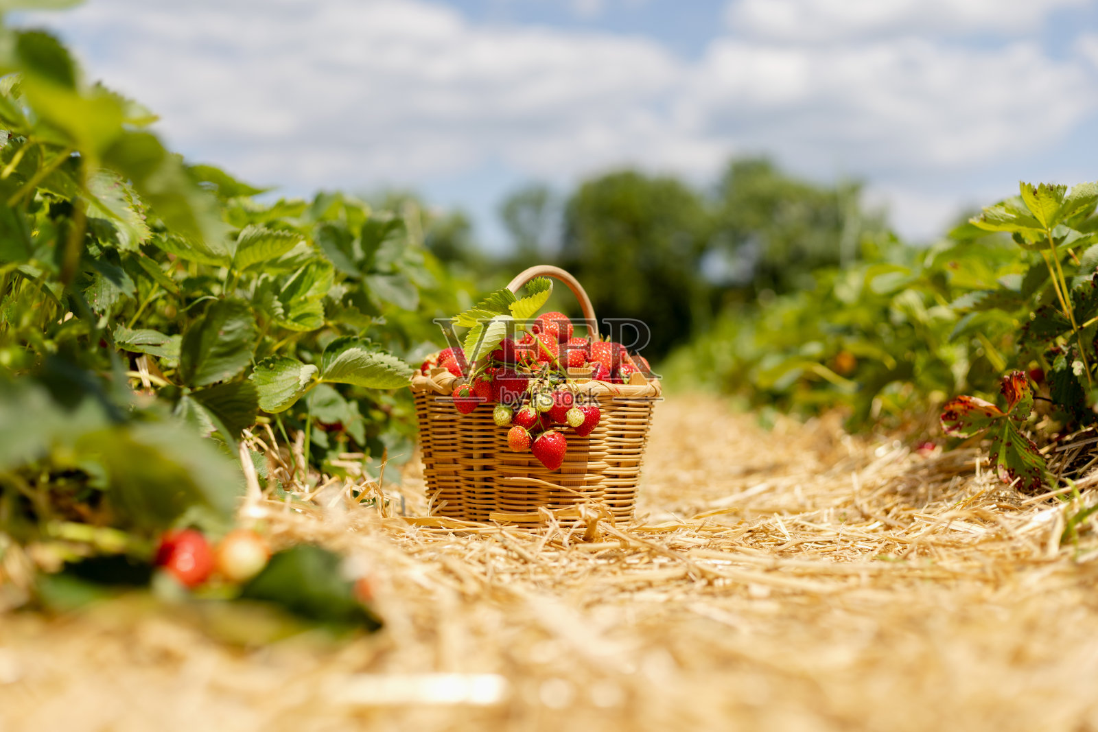 柳条篮子里放着红熟的草莓,放在田野里一排排之间的稻草覆盖的通道里照片摄影图片