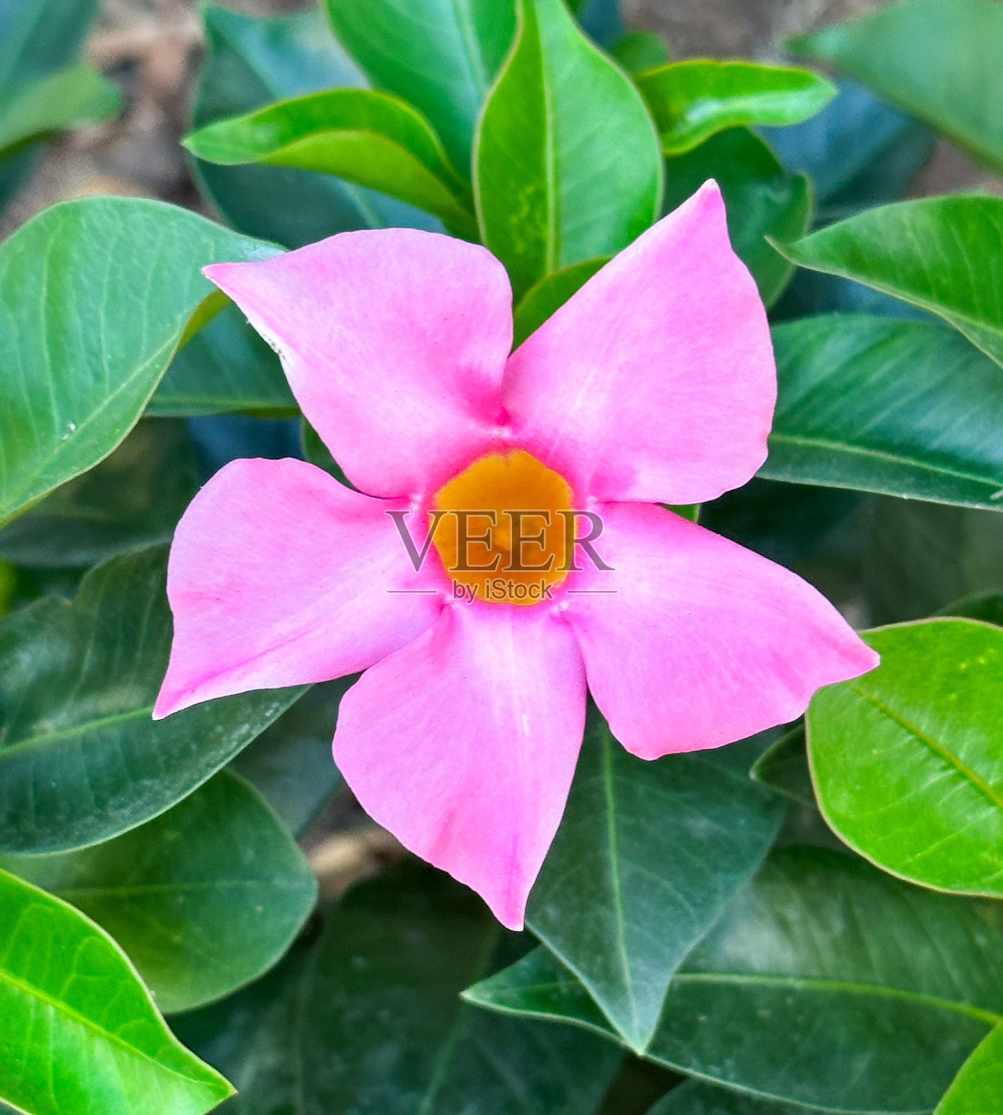 Mandevilla Sanderi照片摄影图片