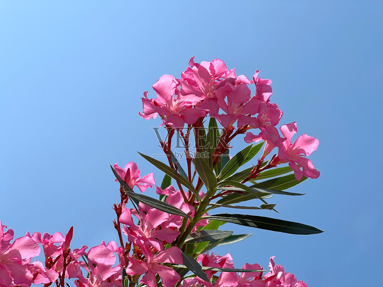 夹竹桃粉红色的花美丽地盛开在蓝天上。照片摄影图片