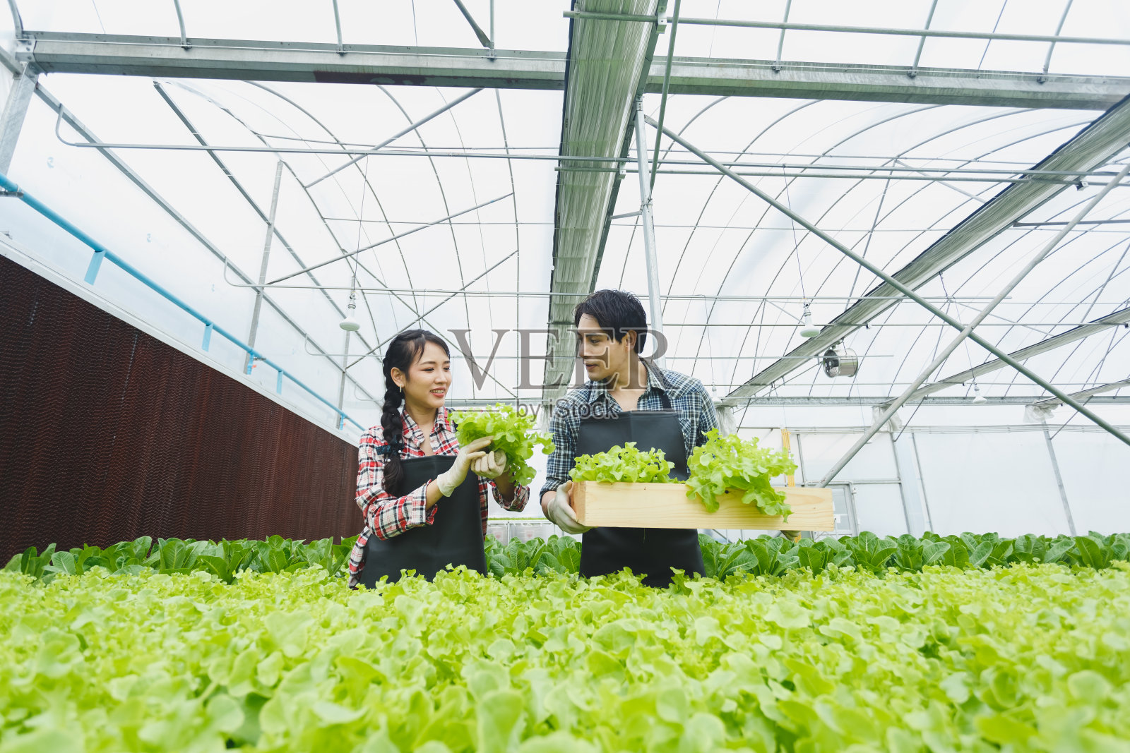 亚洲农业夫妇在有机温室农场拿着木箱采摘蔬菜。水培法农业。照片摄影图片