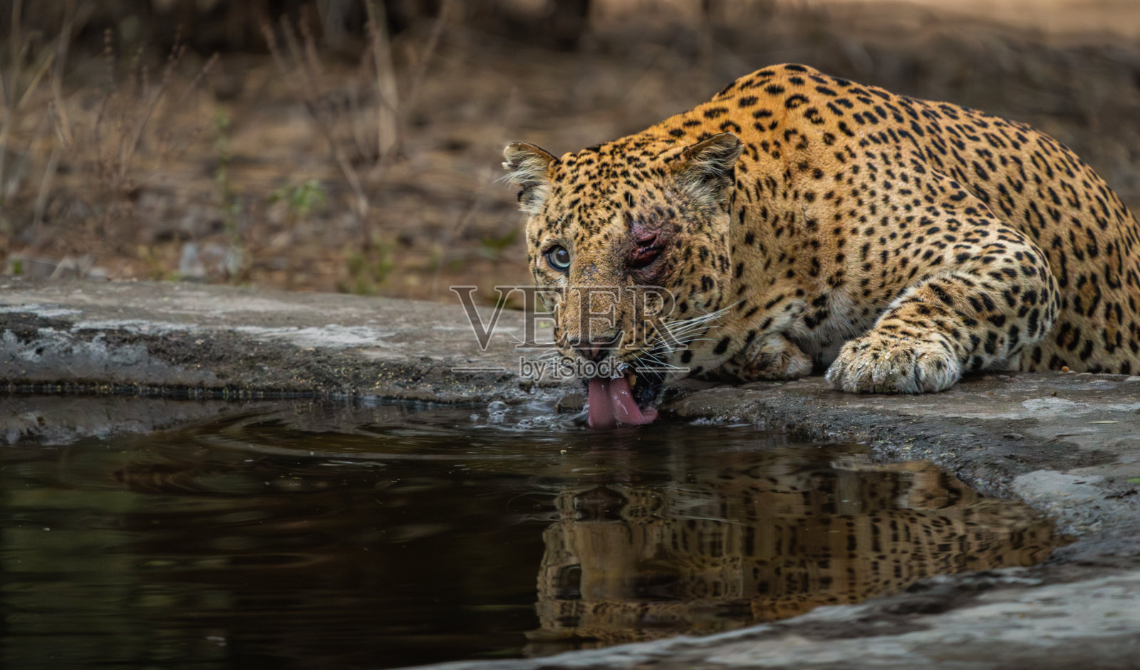 贾瓦伊豹子照片摄影图片