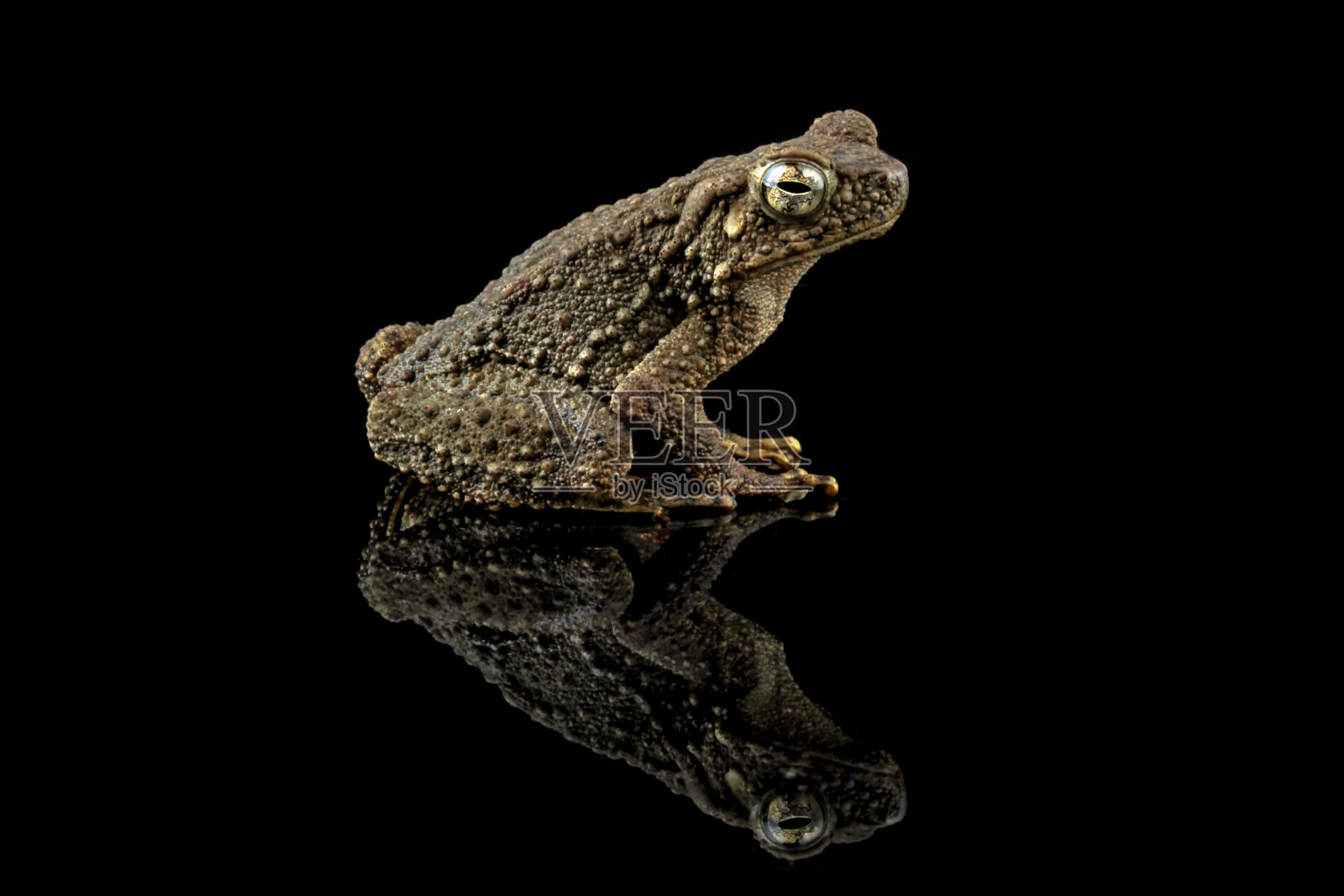 石蟾蜍孤立在黑色照片摄影图片