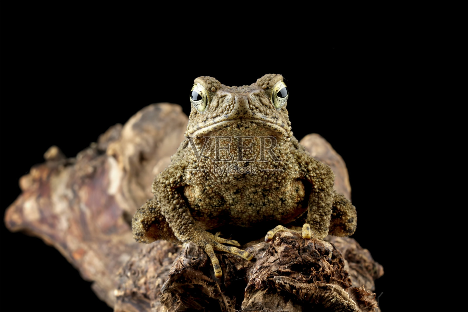 石头蟾蜍的特写照片摄影图片