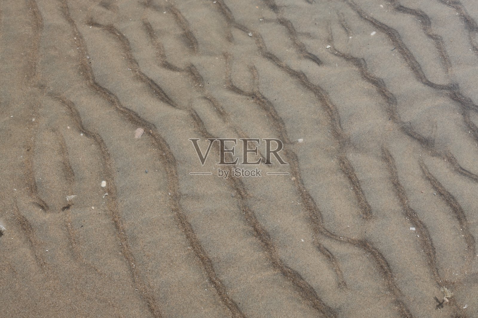 北海沿岸的沙丘、贝壳和沙滩照片摄影图片