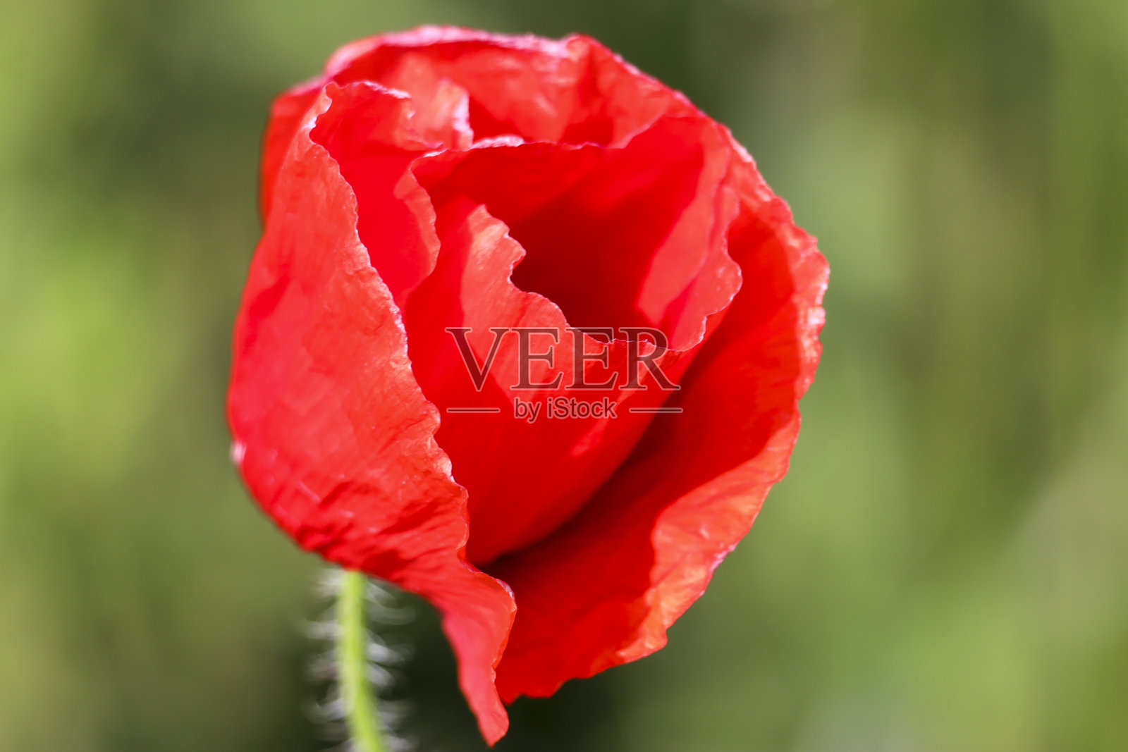 阳光下的罂粟花照片摄影图片