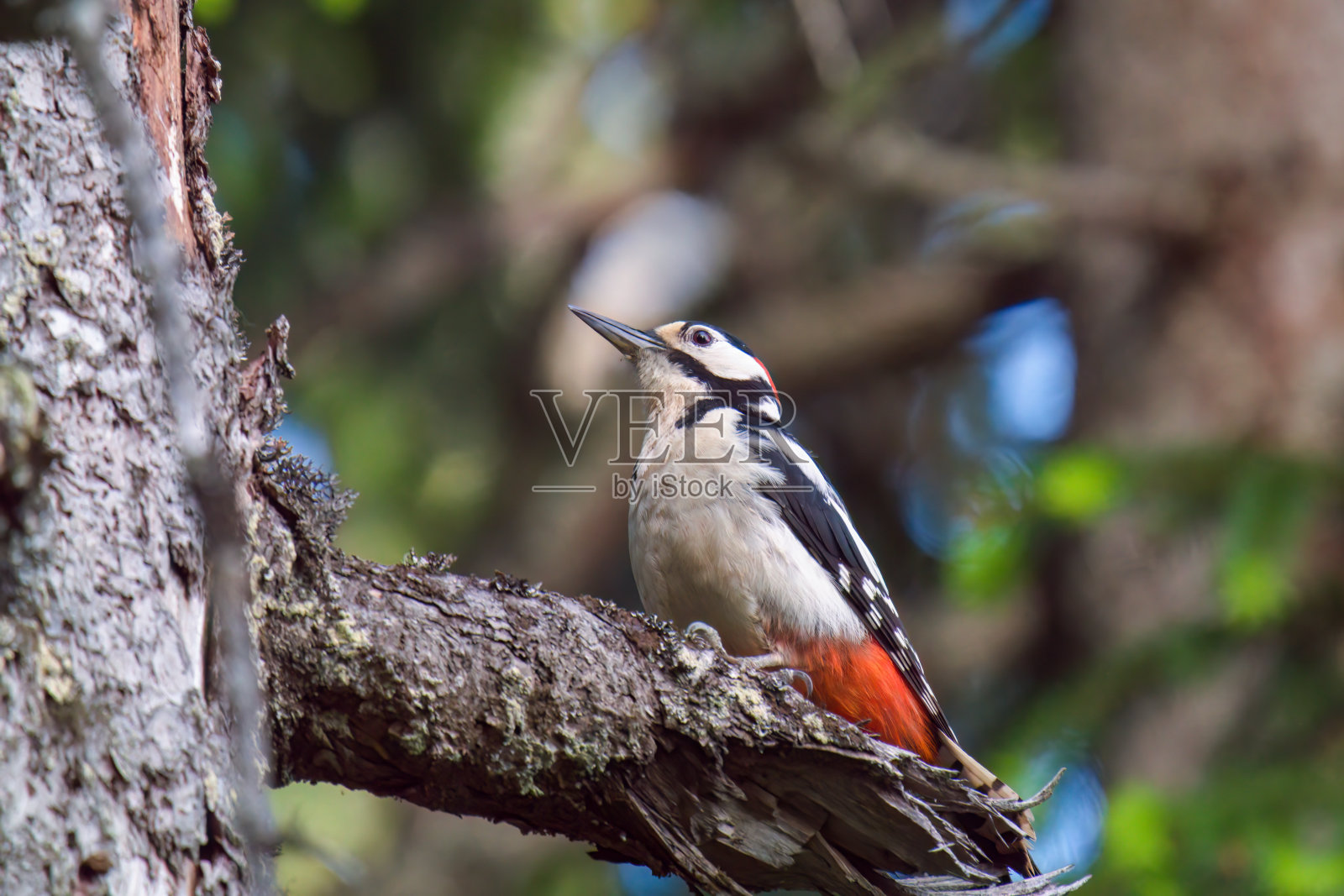 大斑点啄木鸟,雄性照片摄影图片