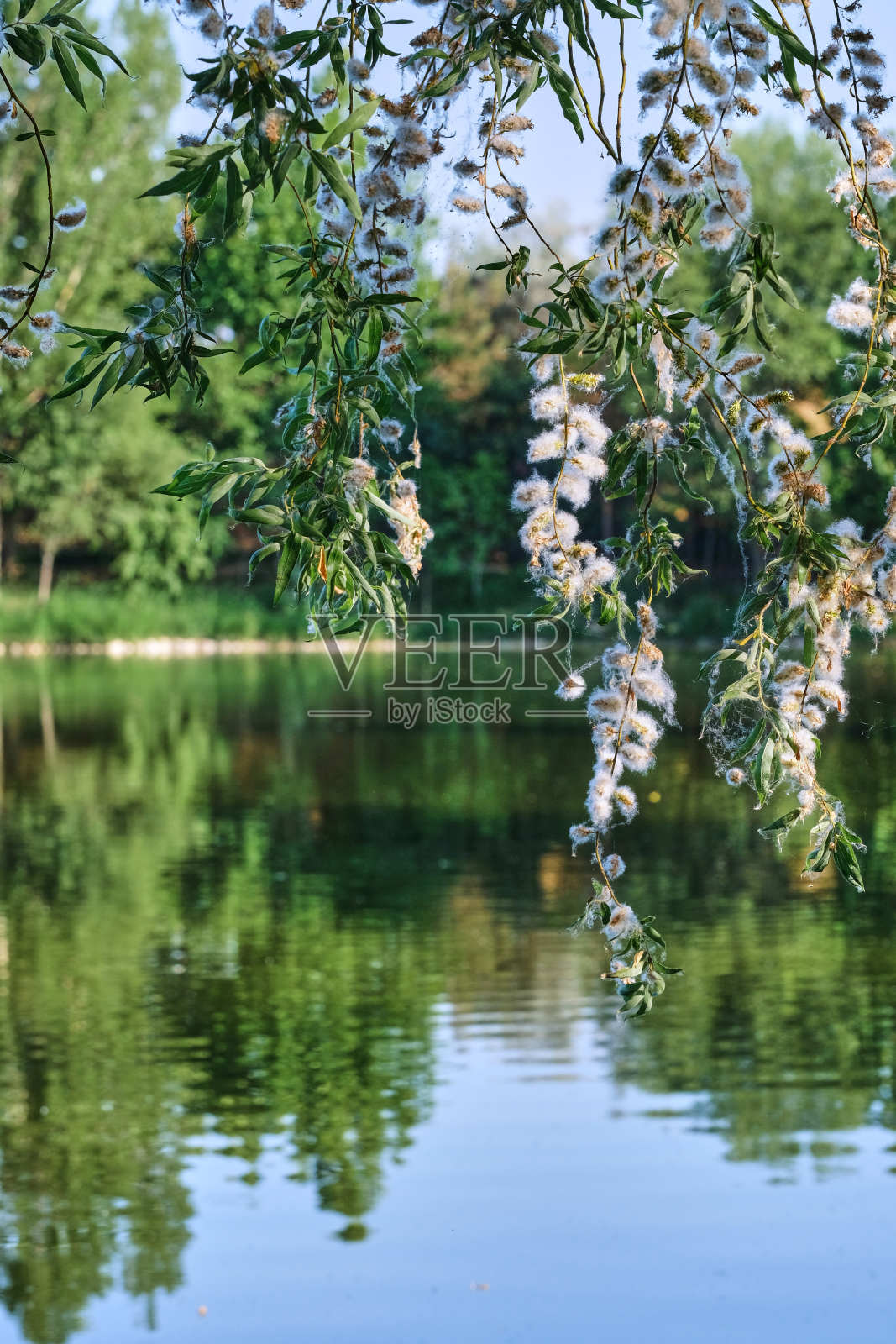 垂柳枝照片摄影图片