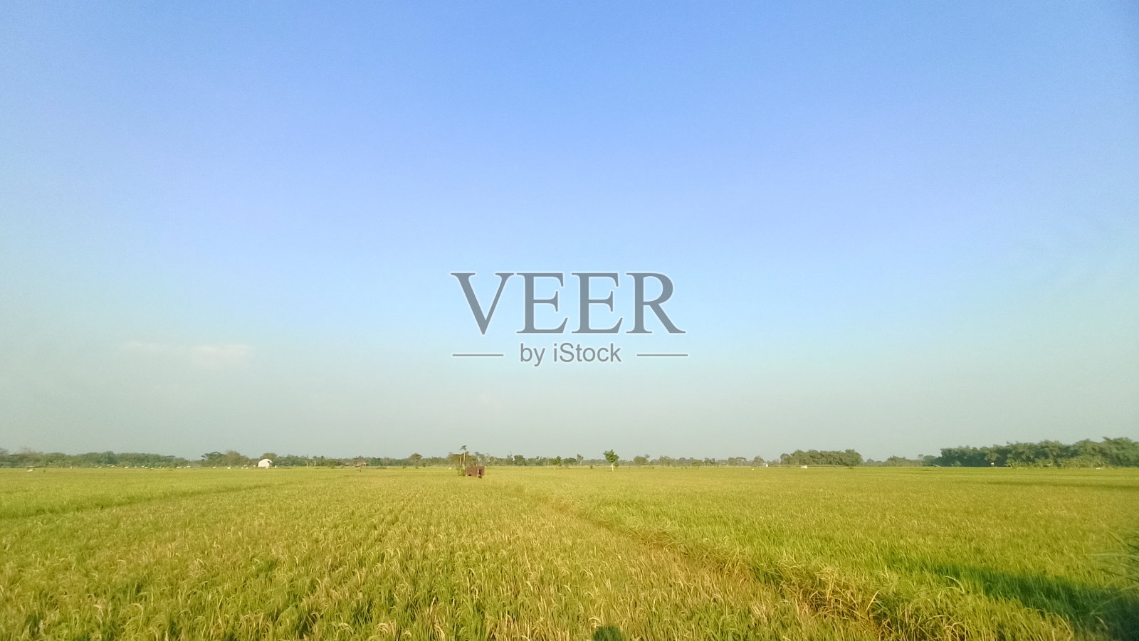 收获前的稻田,傍晚的天空背景照片摄影图片