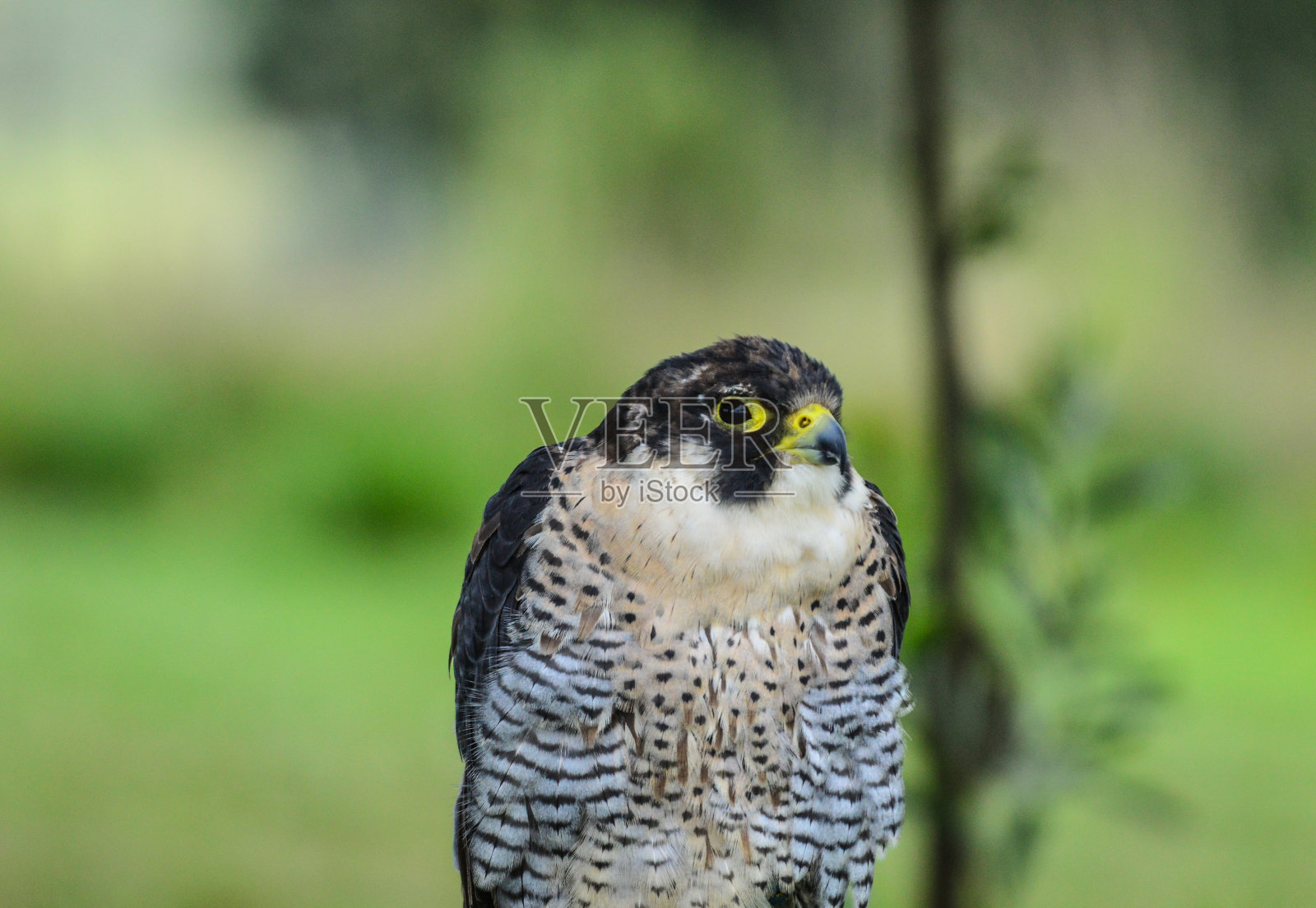 孤立的游隼(Falco peregrinus)或鸭鹰栖息在地面上-它是最快的猛禽鸟照片摄影图片