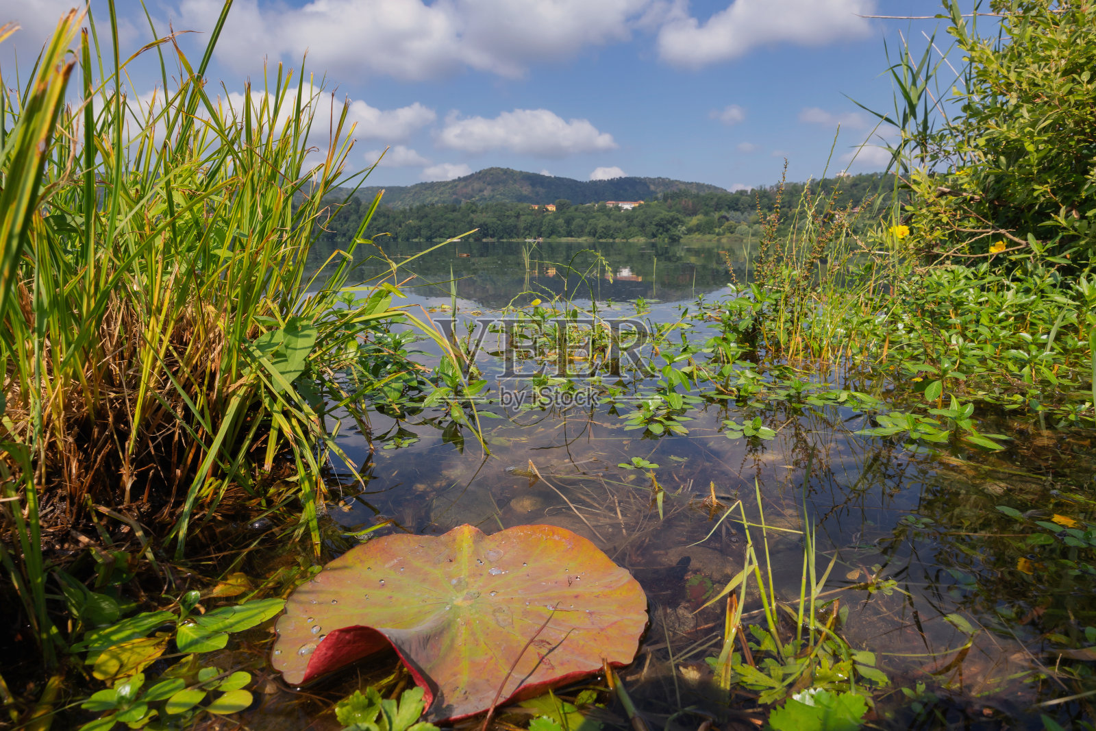 春天的Comabbio湖景观。照片摄影图片