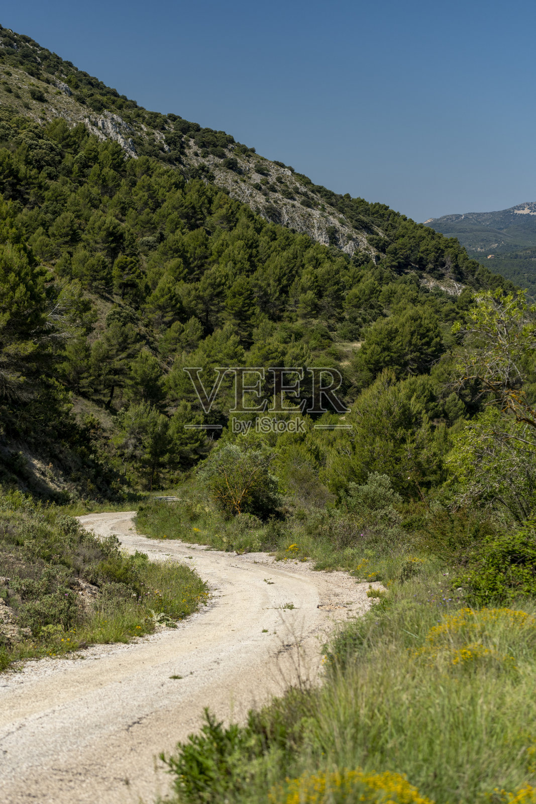 山路穿过森林在阿利坎特-股票照片照片摄影图片