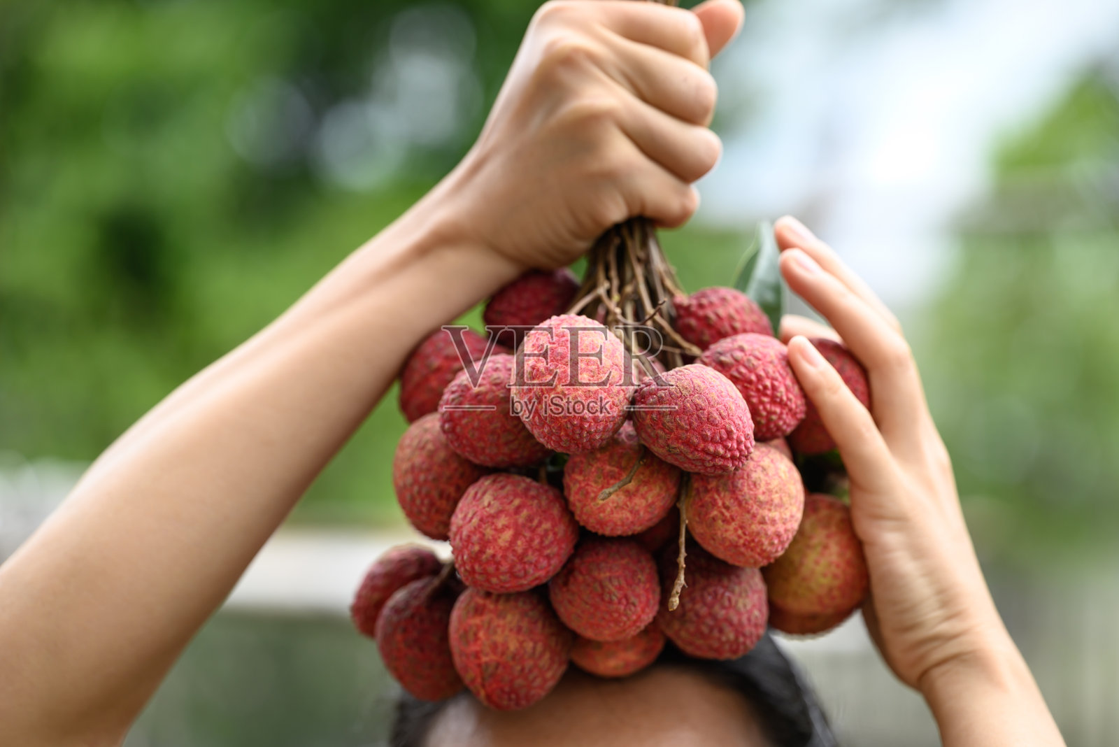 荔枝果手拿,热带水果在夏季照片摄影图片