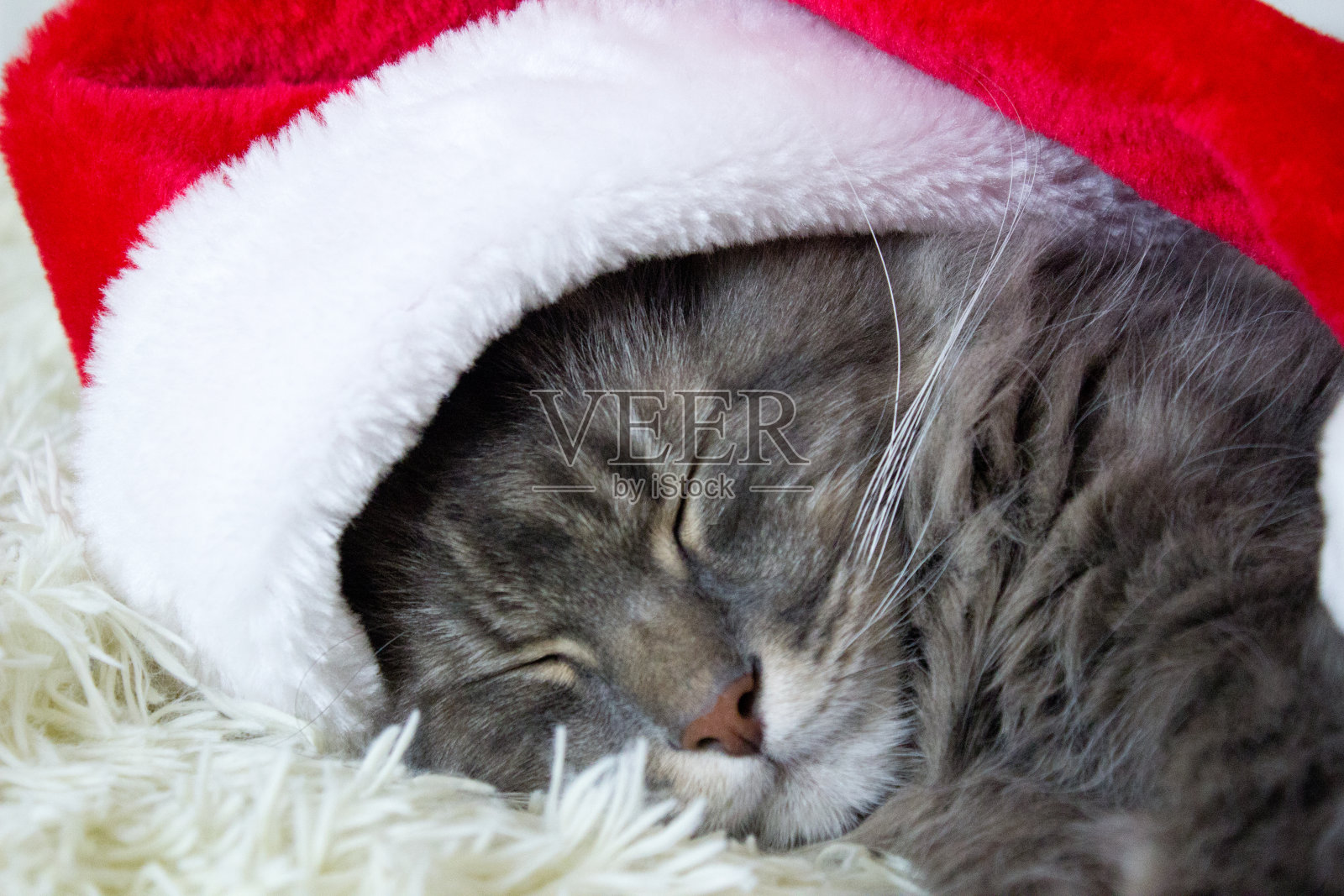 圣诞猫戴着红色的圣诞帽躺在家里轻软的格子上,宠物睡在床上,等待圣诞夜的装扮,横镜头,十二生肖。照片摄影图片