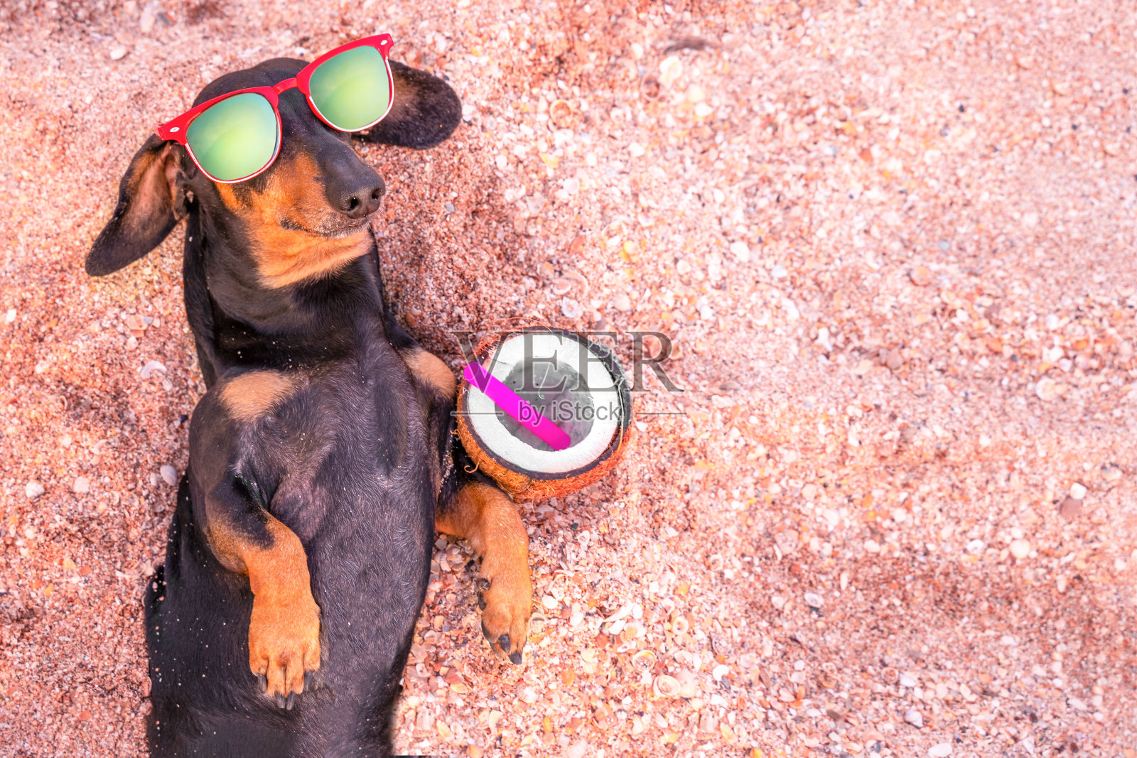 狗躺在沙滩上,戴着太阳镜,喝着热带椰子鸡尾酒,享受着休息照片摄影图片