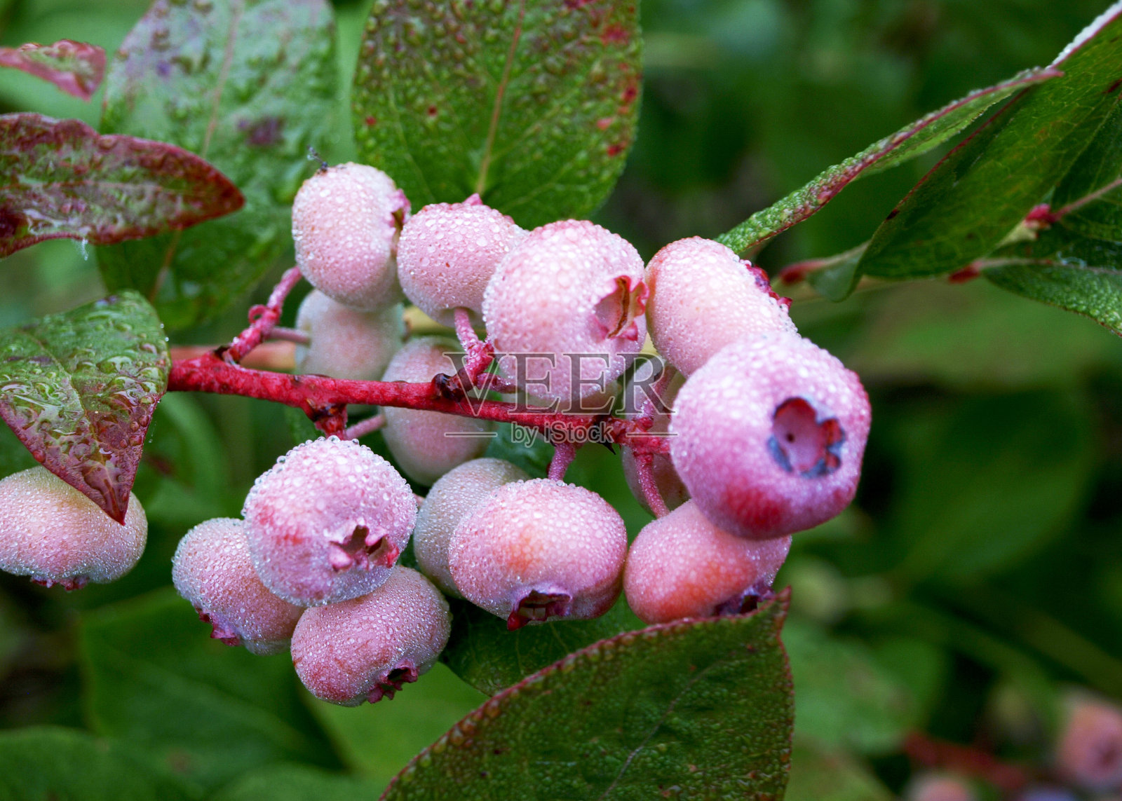蓝莓田,近距离观察多汁的蓝莓浆果,收获季节,秋天照片摄影图片