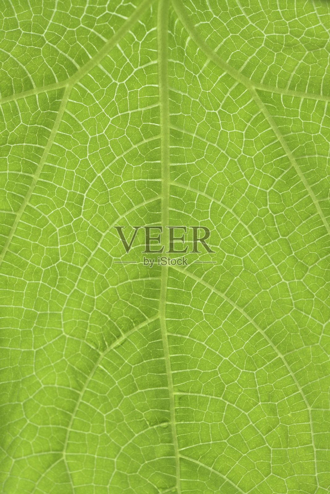 绿叶特写。绿叶:植物绿叶的质地叶脉叶脉照片摄影图片
