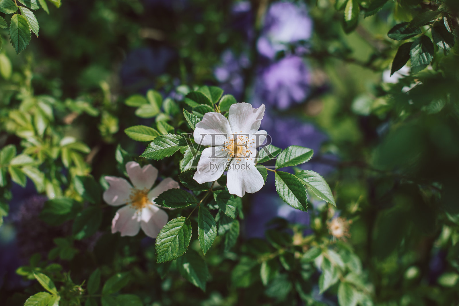 美丽的白色野生玫瑰和鸢尾花在春天的花园里。照片摄影图片