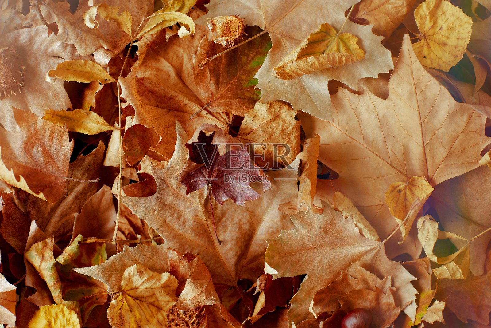 秋天落叶满地照片摄影图片