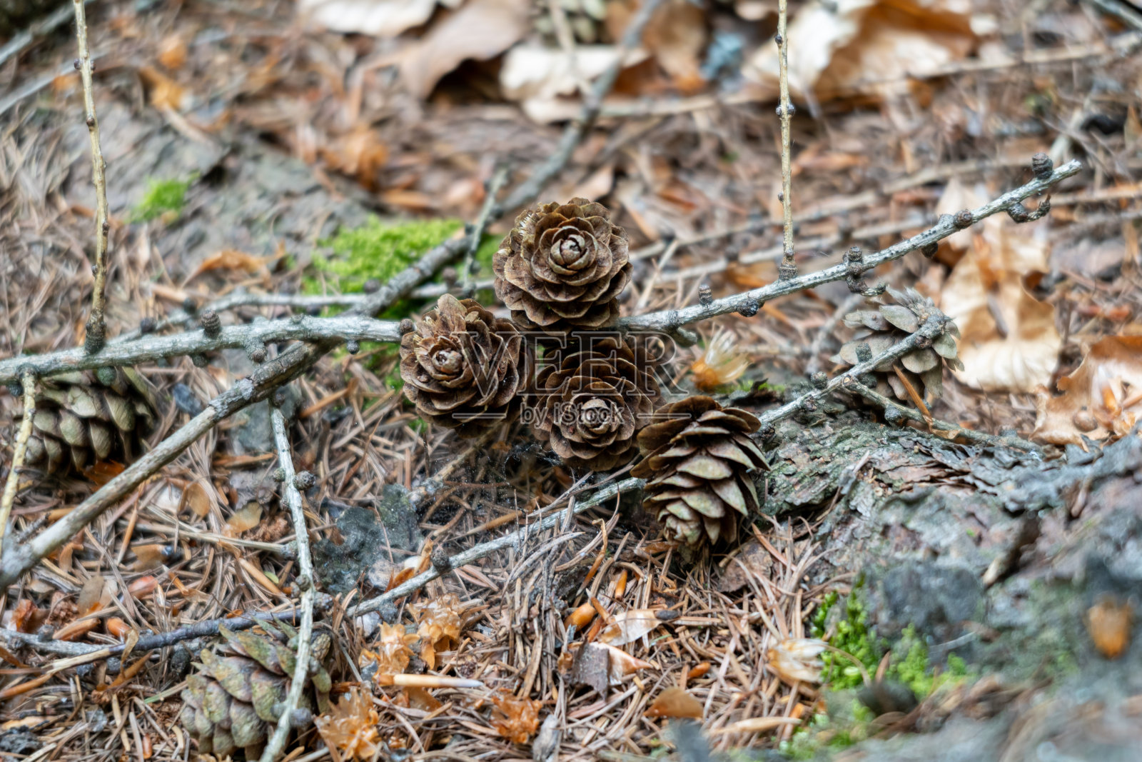 乡村之美:波兰佩特霍维奇森林地面上的松果照片摄影图片