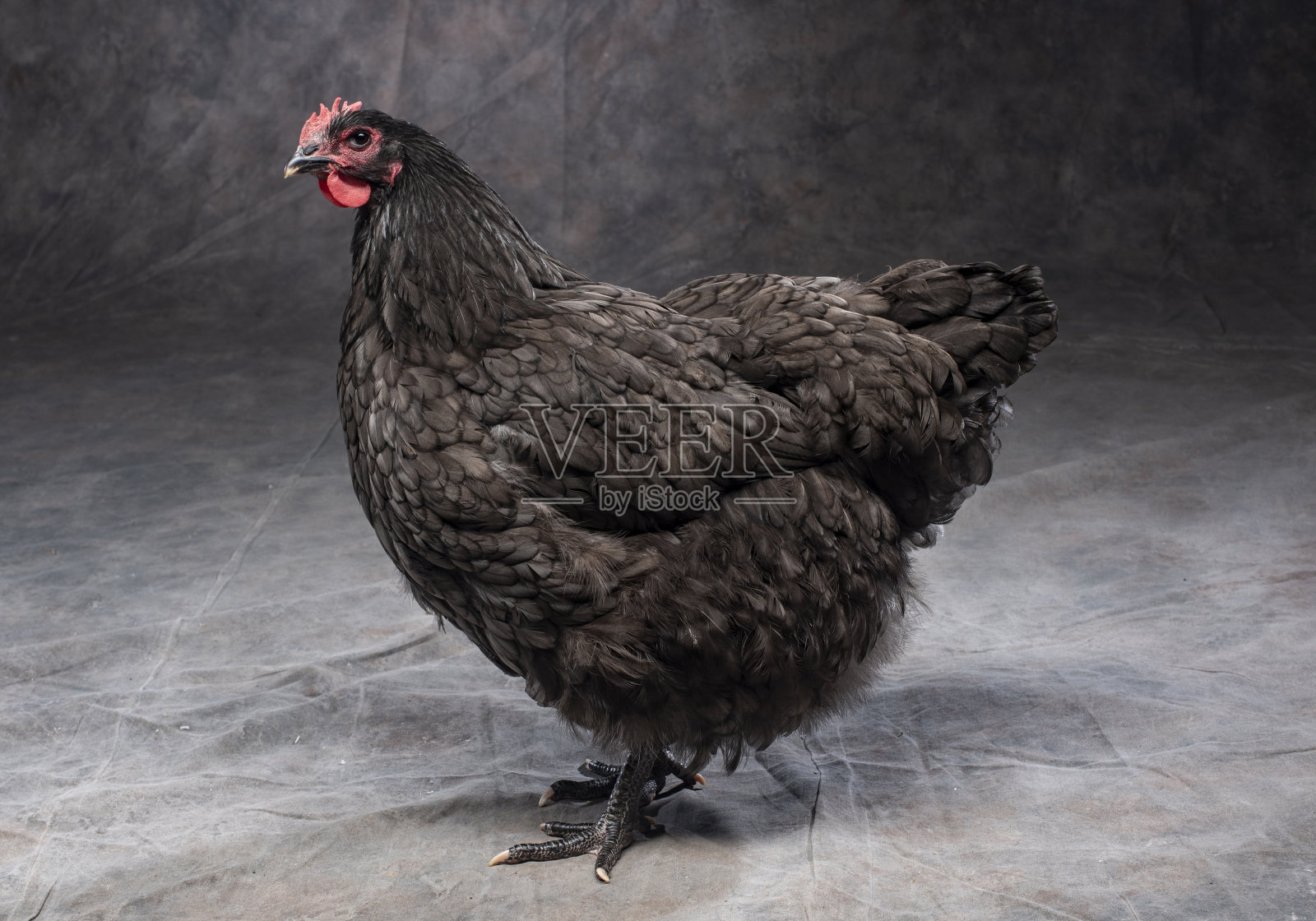 蓝Orpington鸡照片摄影图片