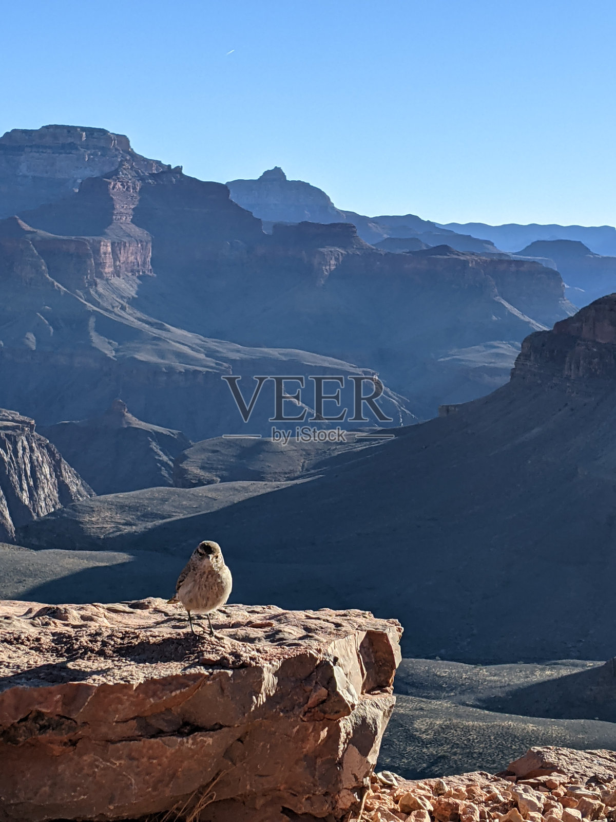 大峡谷的鸟照片摄影图片