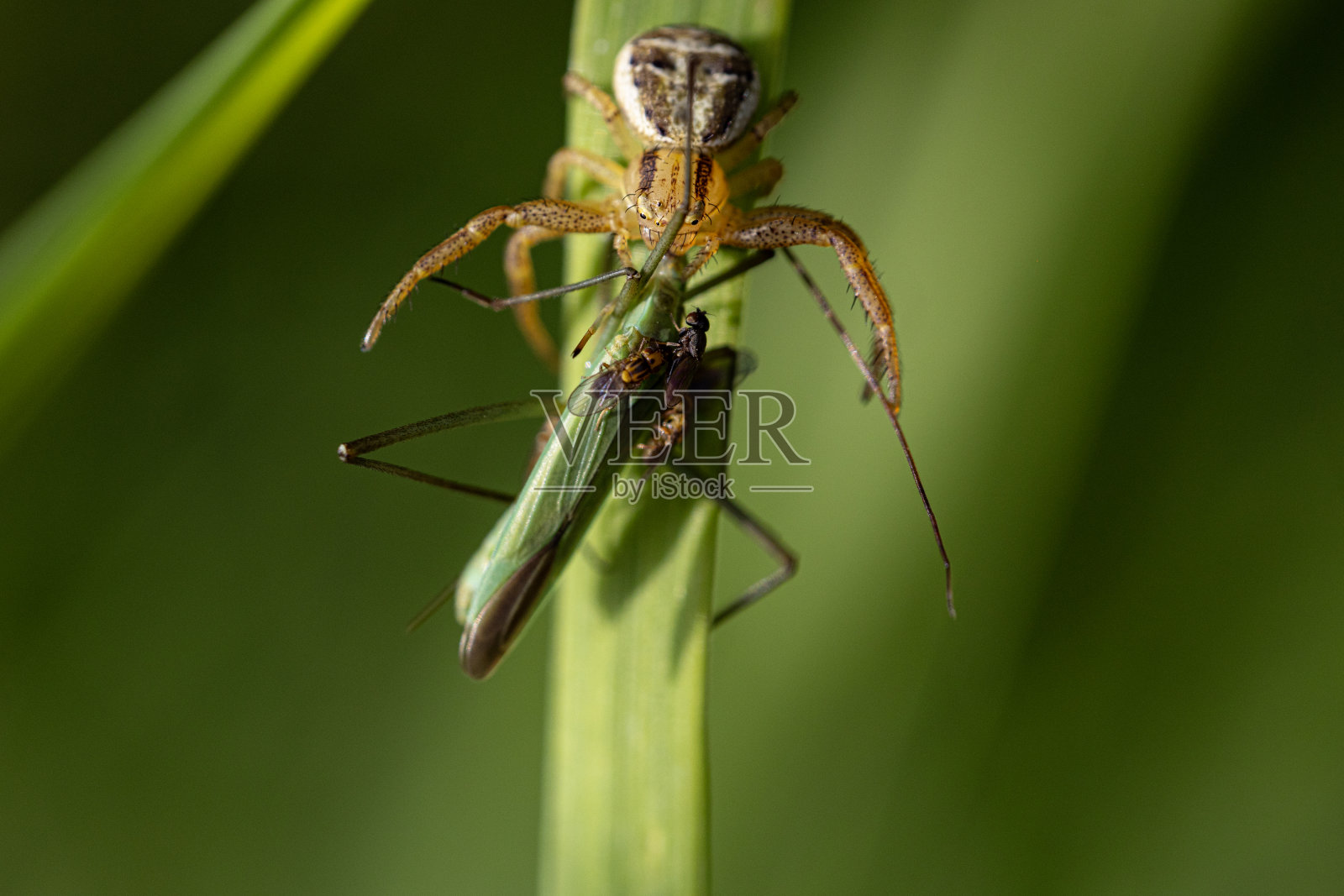 蜘蛛和苍蝇在草叶上吃蚱蜢的宏照片摄影图片