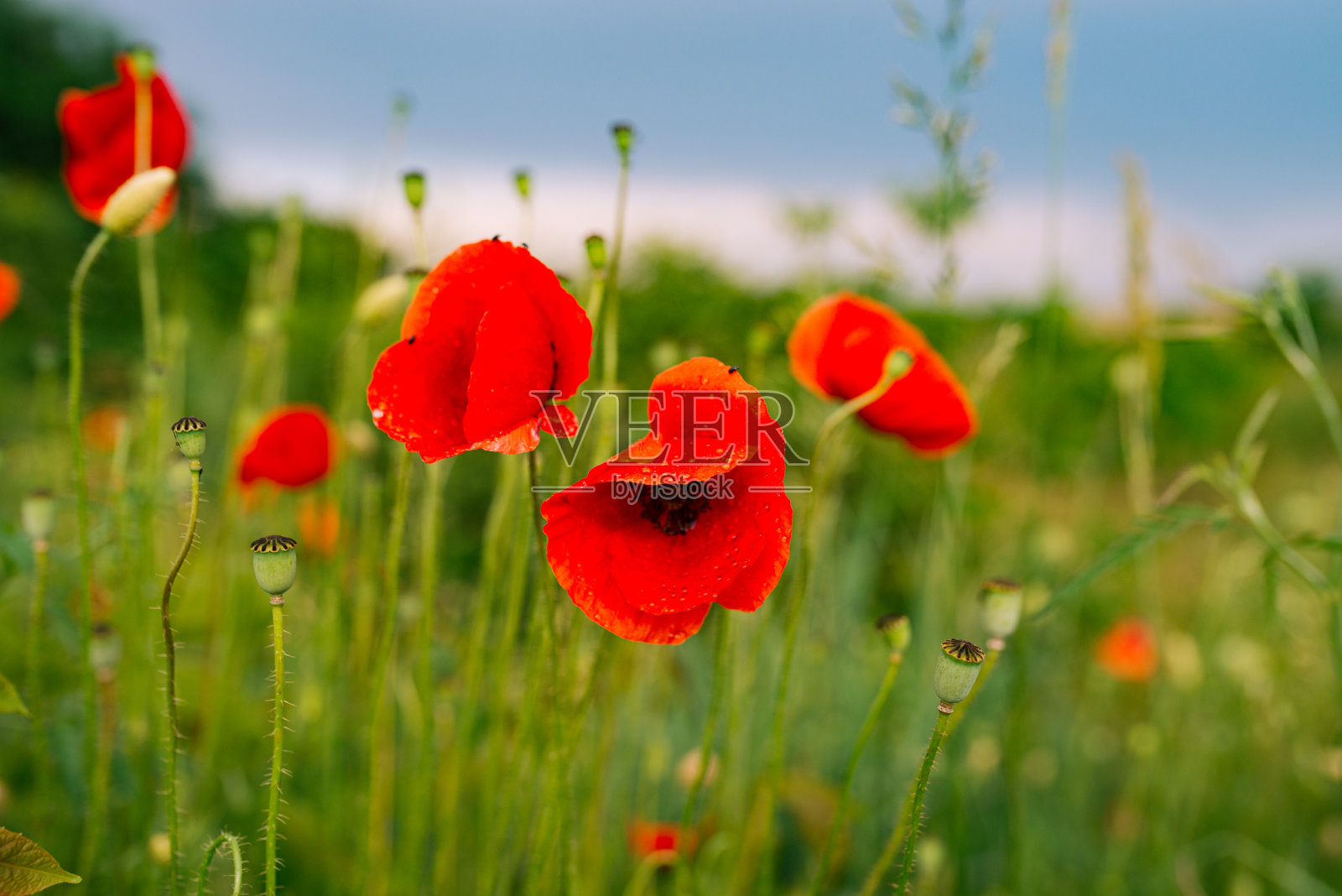 雨后田野里的红色罂粟花照片摄影图片