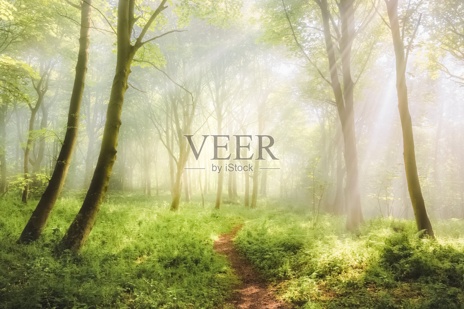 阿伯多·伍兹,法夫照片摄影图片